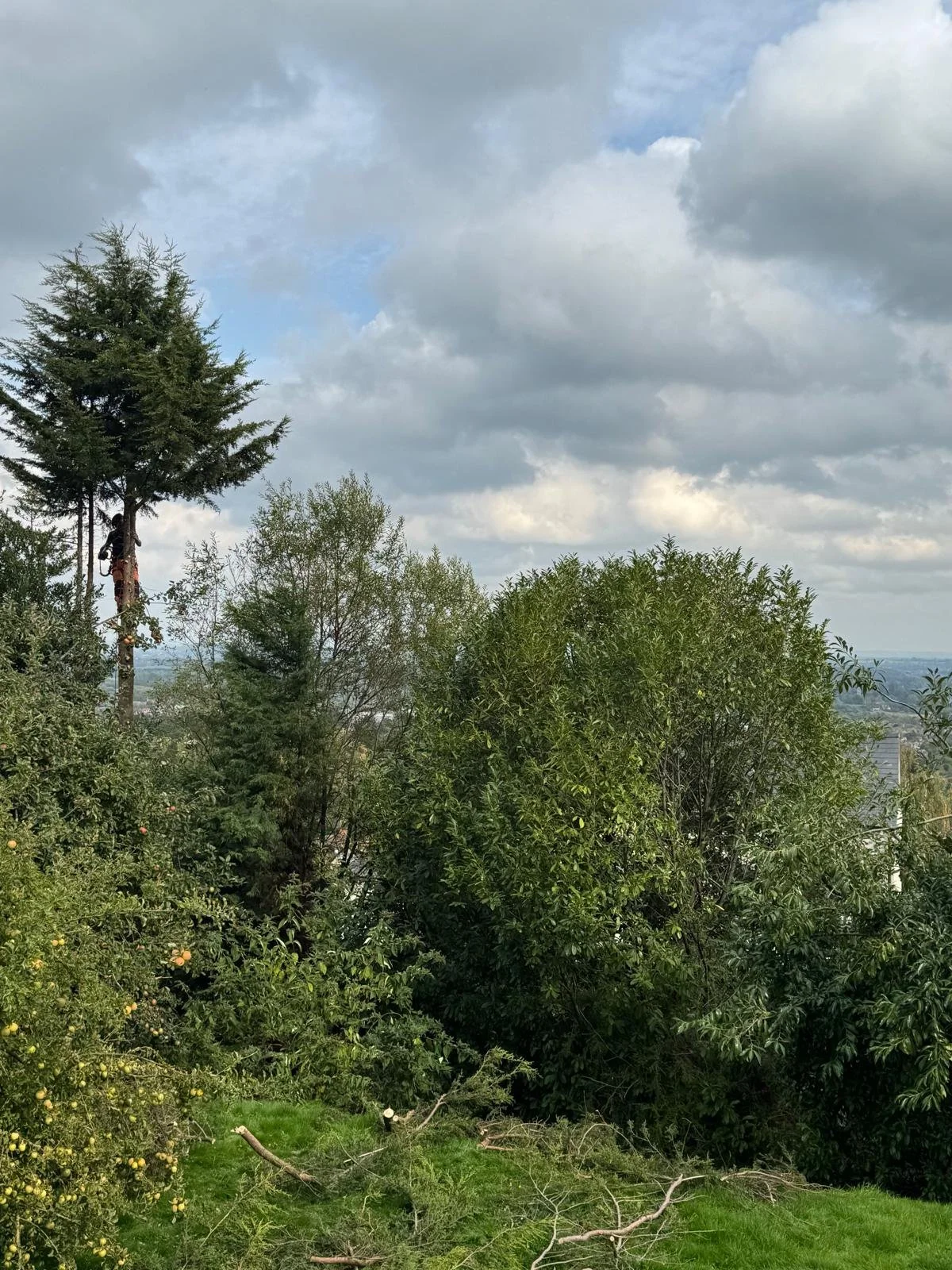 Tree Surgeon or Gardener – What’s the difference?