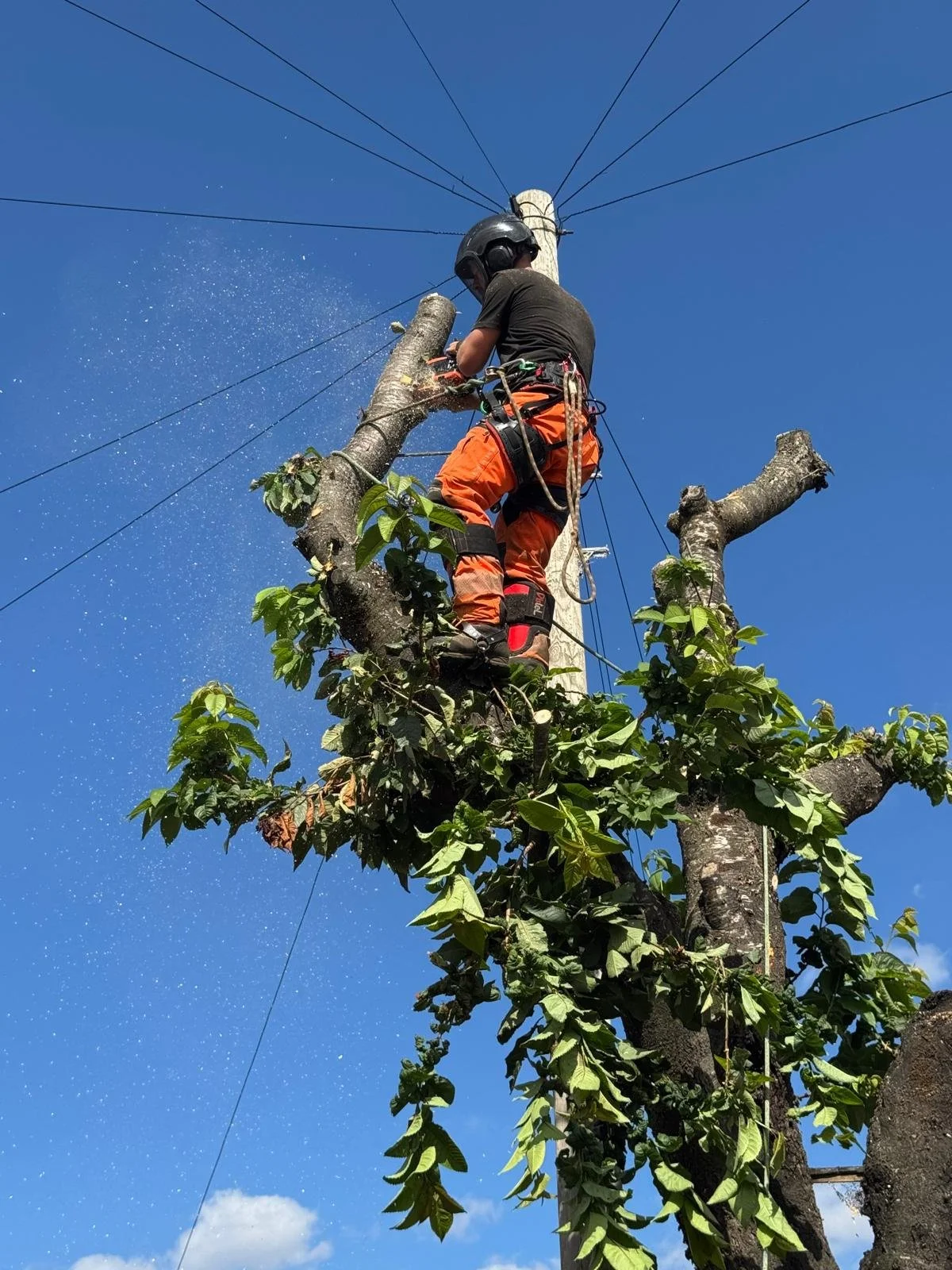 When Should You Call a Tree Surgeon?