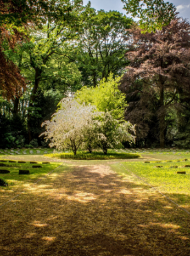 How to Prepare Trees for Summer Storms: A Homeowner’s Checklist