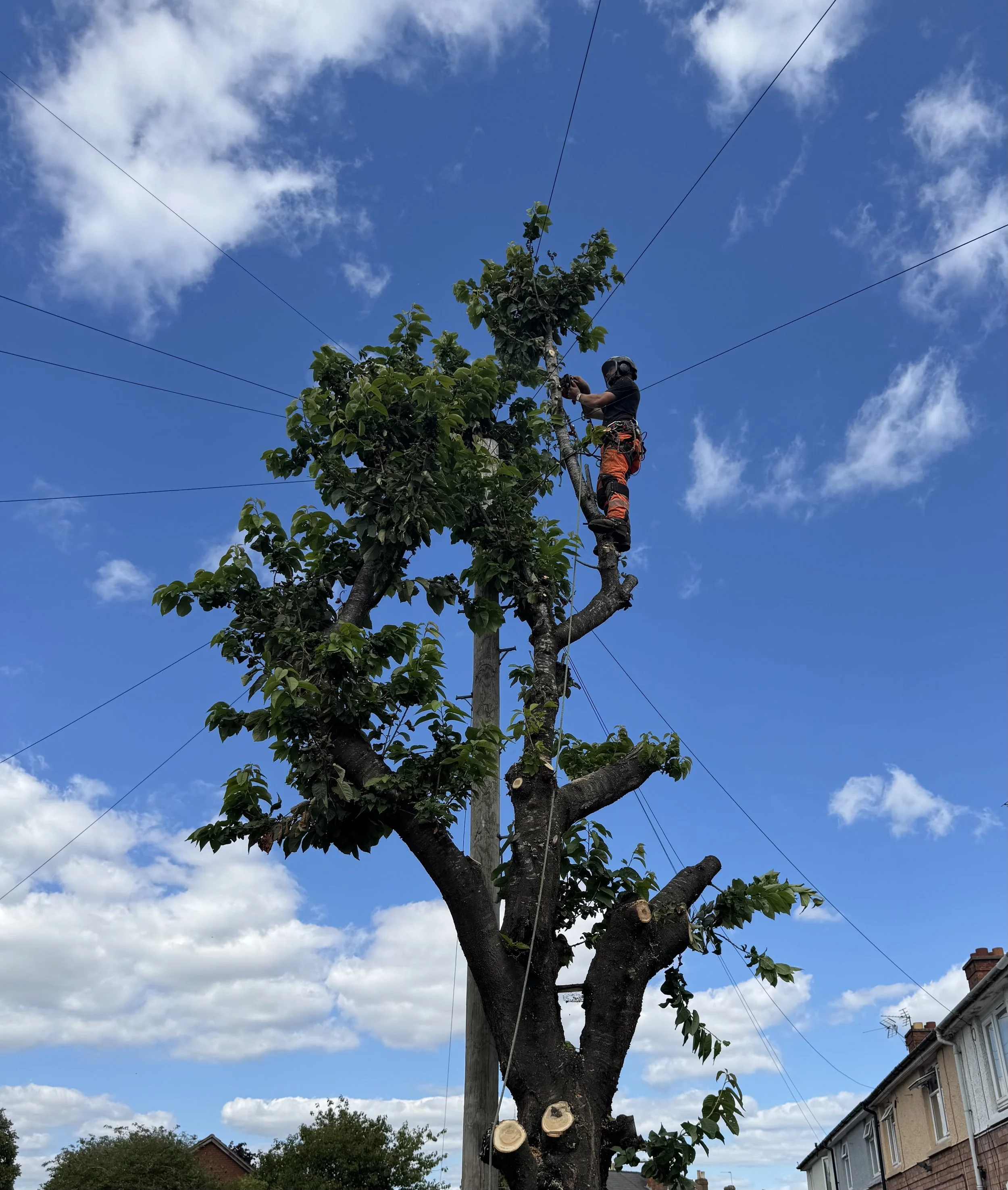 Is Summer a Good Time to Prune Trees? Here’s What You Need to Know
