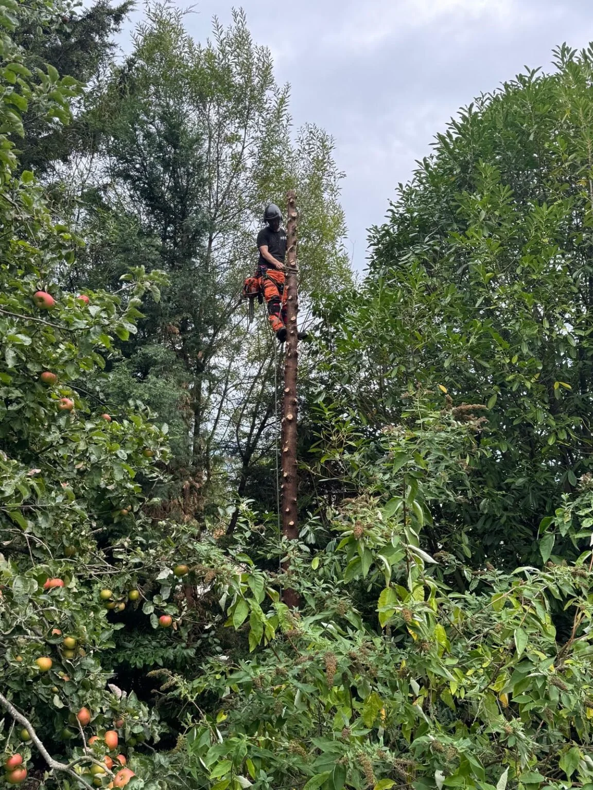 Tree Preservation Orders (TPOs) Explained: What Every Homeowner Should Know