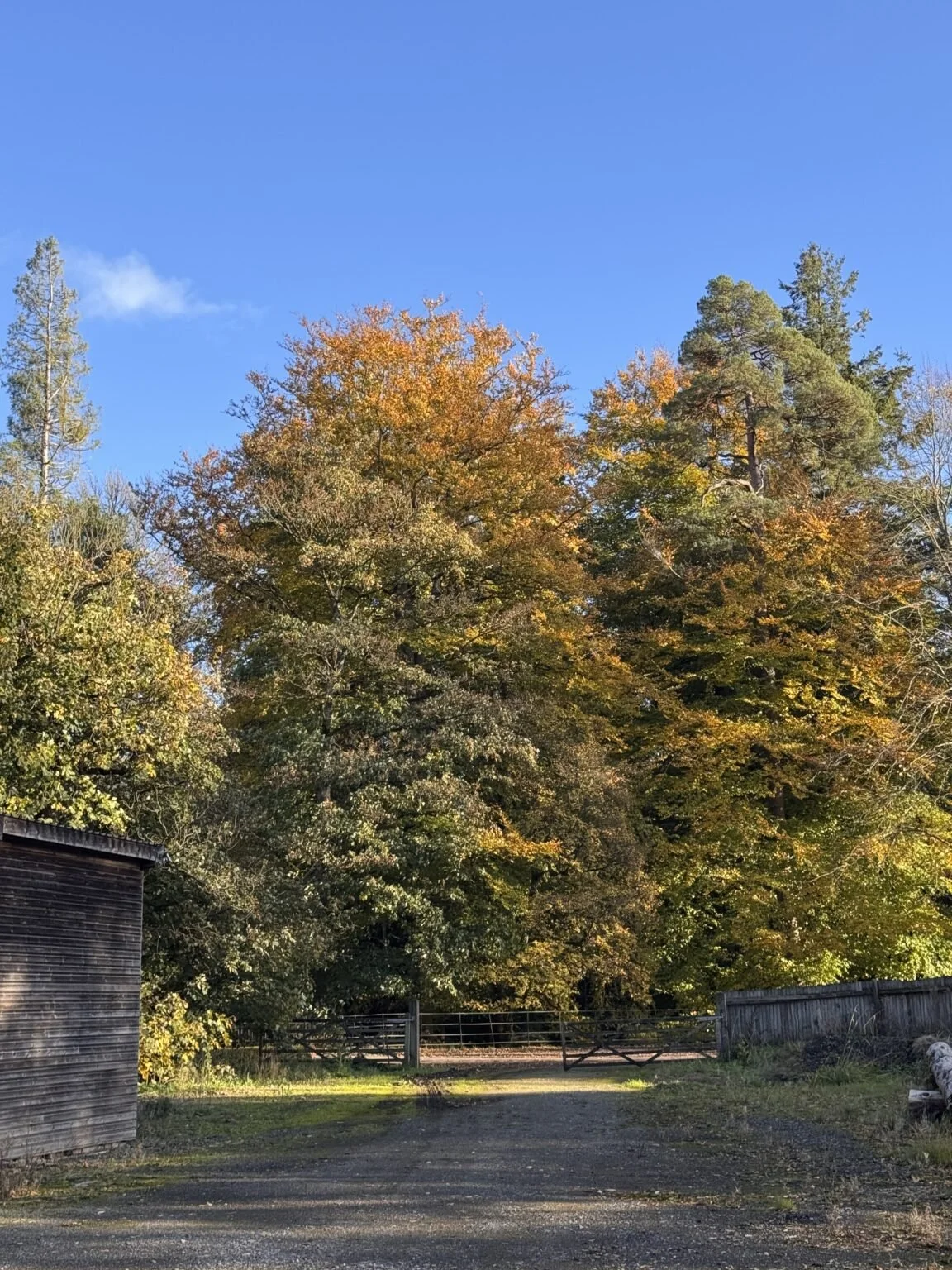 Why You Shouldn’t Attempt Tree Surgery Yourself — and Why Hiring a Professional Matters.