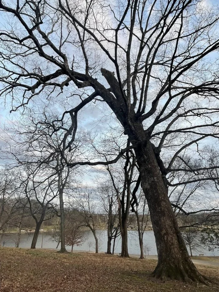 Caring for your trees throughout winter.