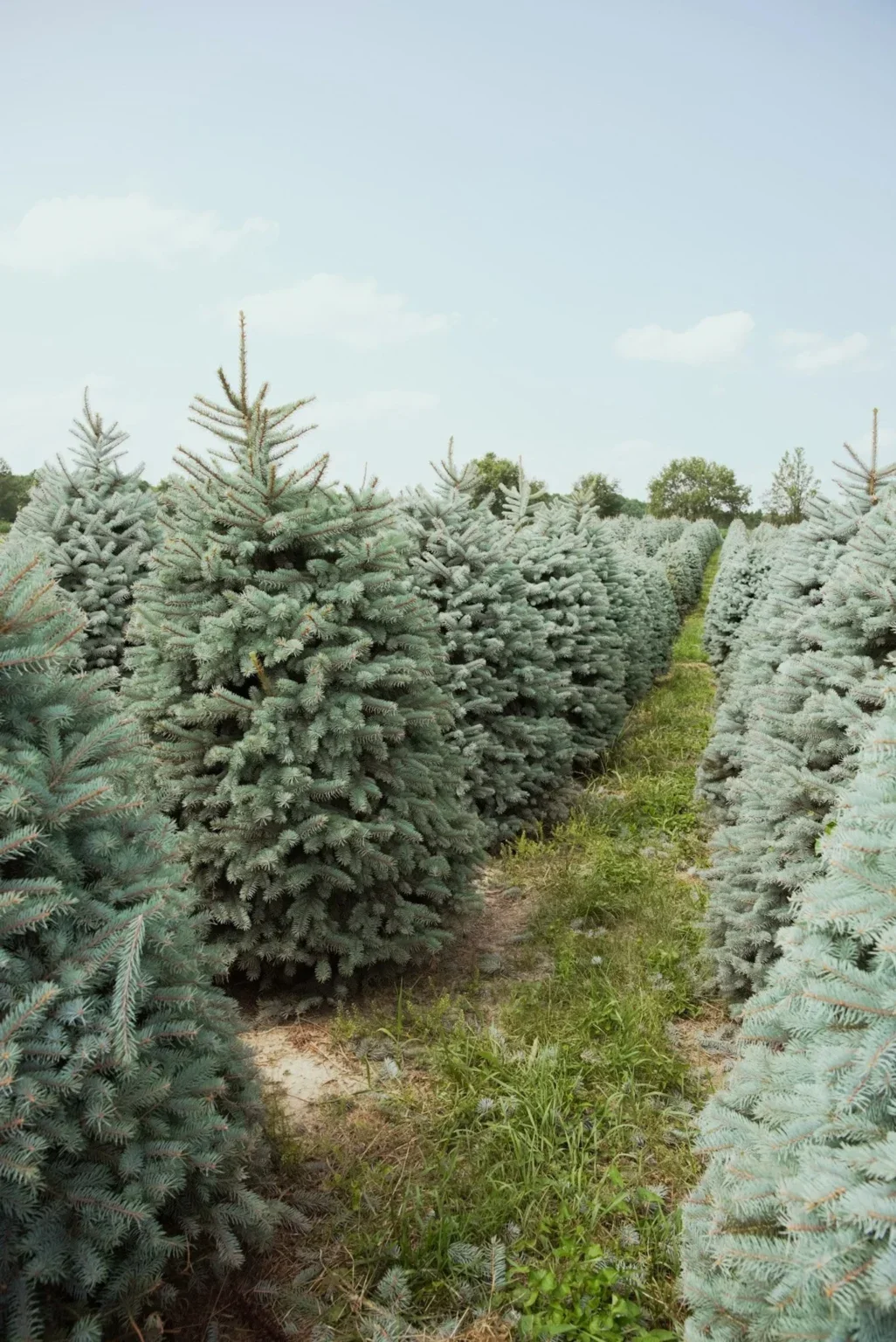 A More Sustainable Christmas: Small Changes That Help Reduce Deforestation.