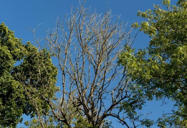 Spotting Tree Problems Early: Signs Your Tree May Need Attention.