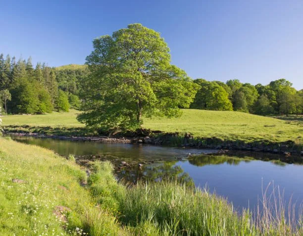 Spring Growth Explained: What Healthy Trees Should Look Like.