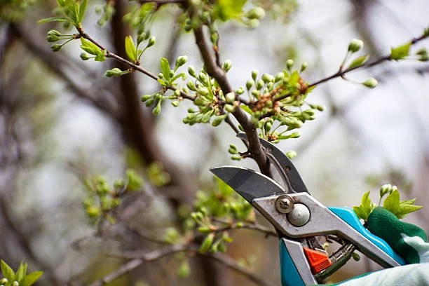 Spring Tree Care Mistakes That Can Cause Long-Term Damage.