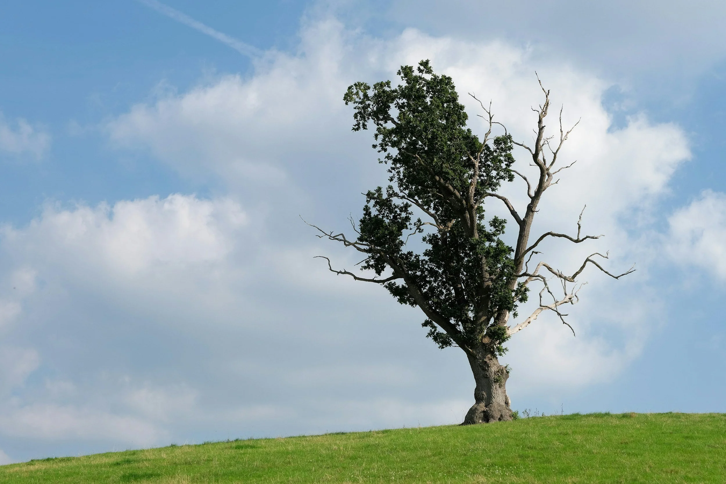7 Warning Signs a Tree May Need Removing (Tree Safety Guide for Homeowners)