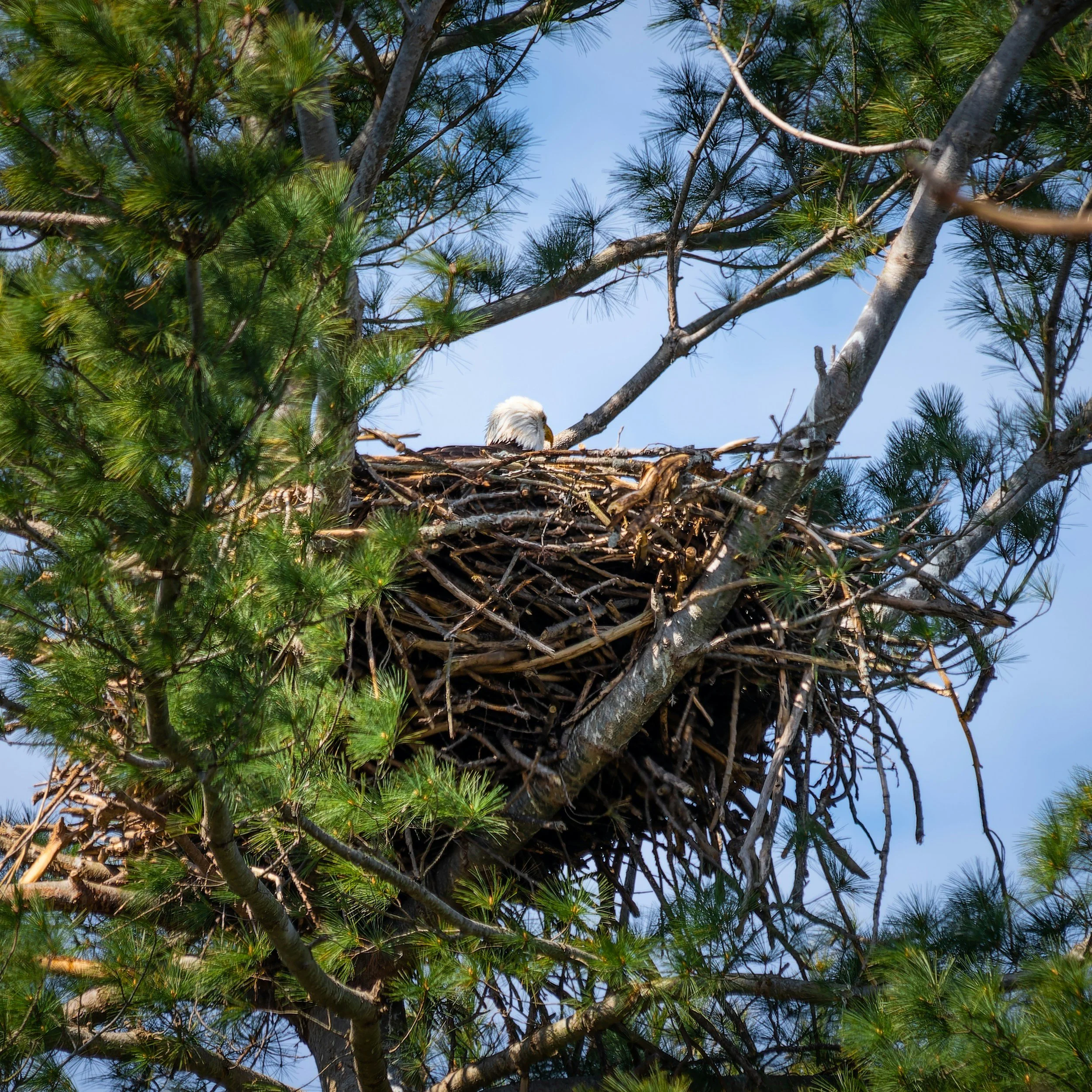 Nesting Birds &amp; Hedge Cutting: What You Need to Know (UK Guide)