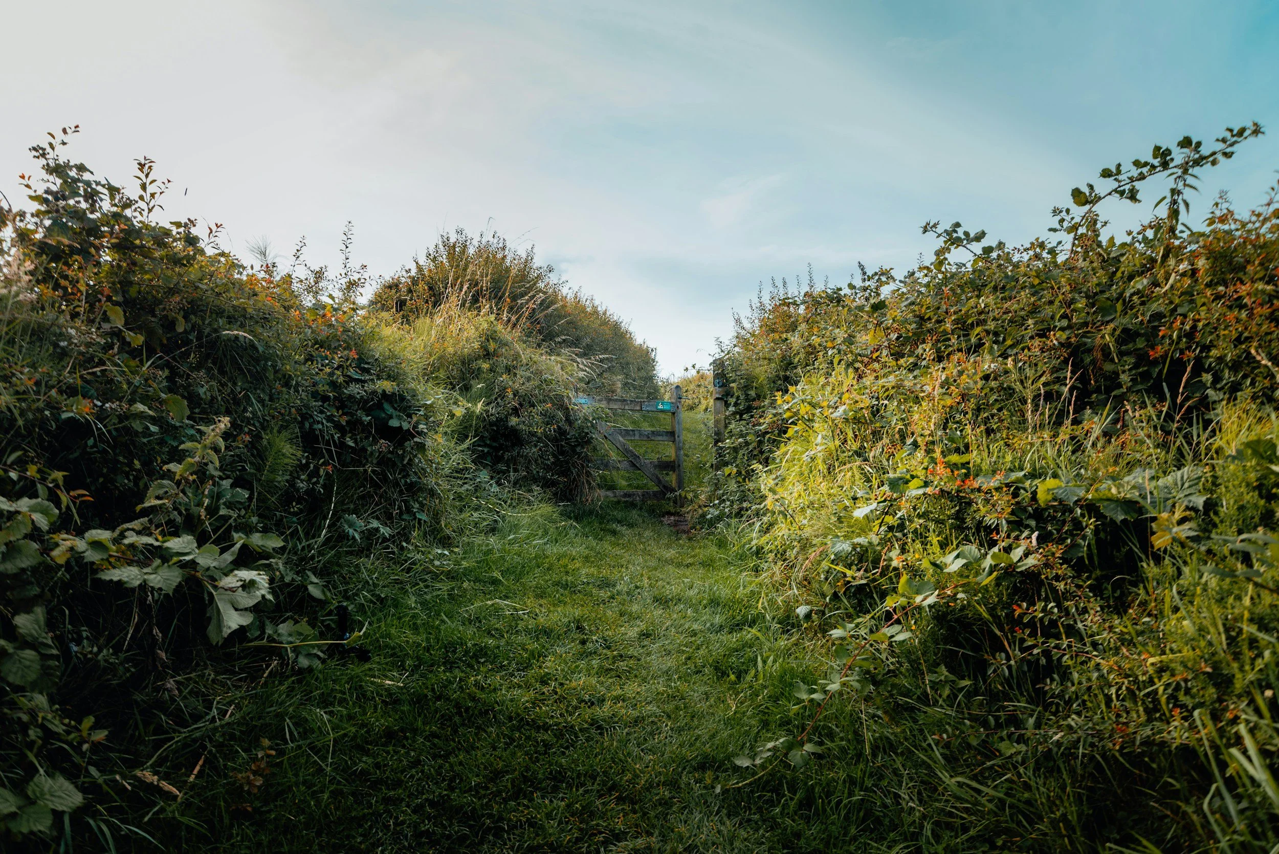 Why Your Hedge Is Growing So Fast (And When to Cut It)