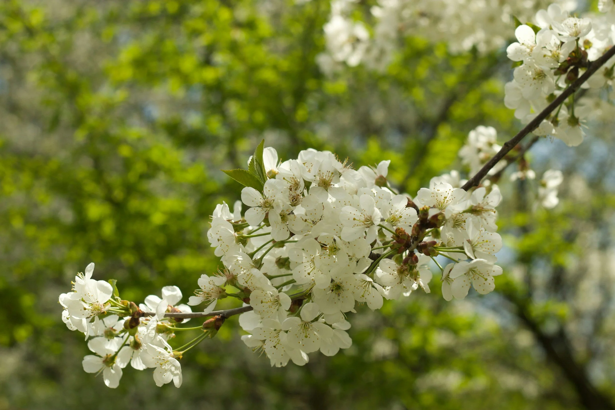 Spring Growth Explained: What Healthy Trees Should Look Like.