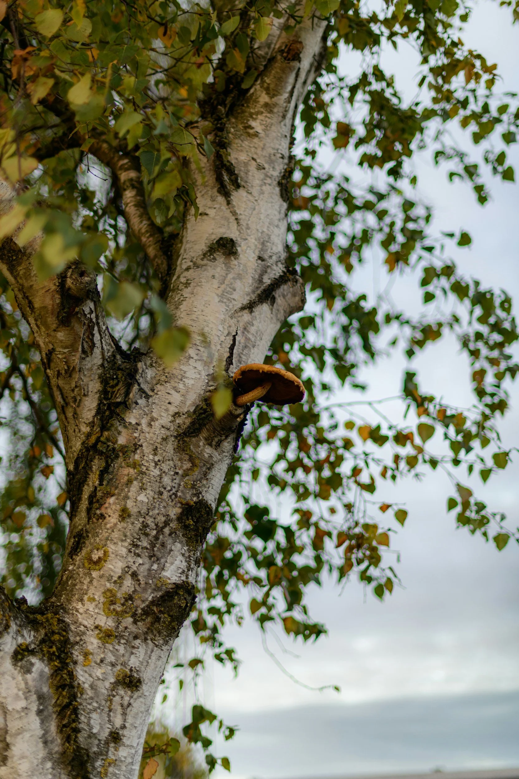 Spotting Tree Problems Early: Signs Your Tree May Need Attention.