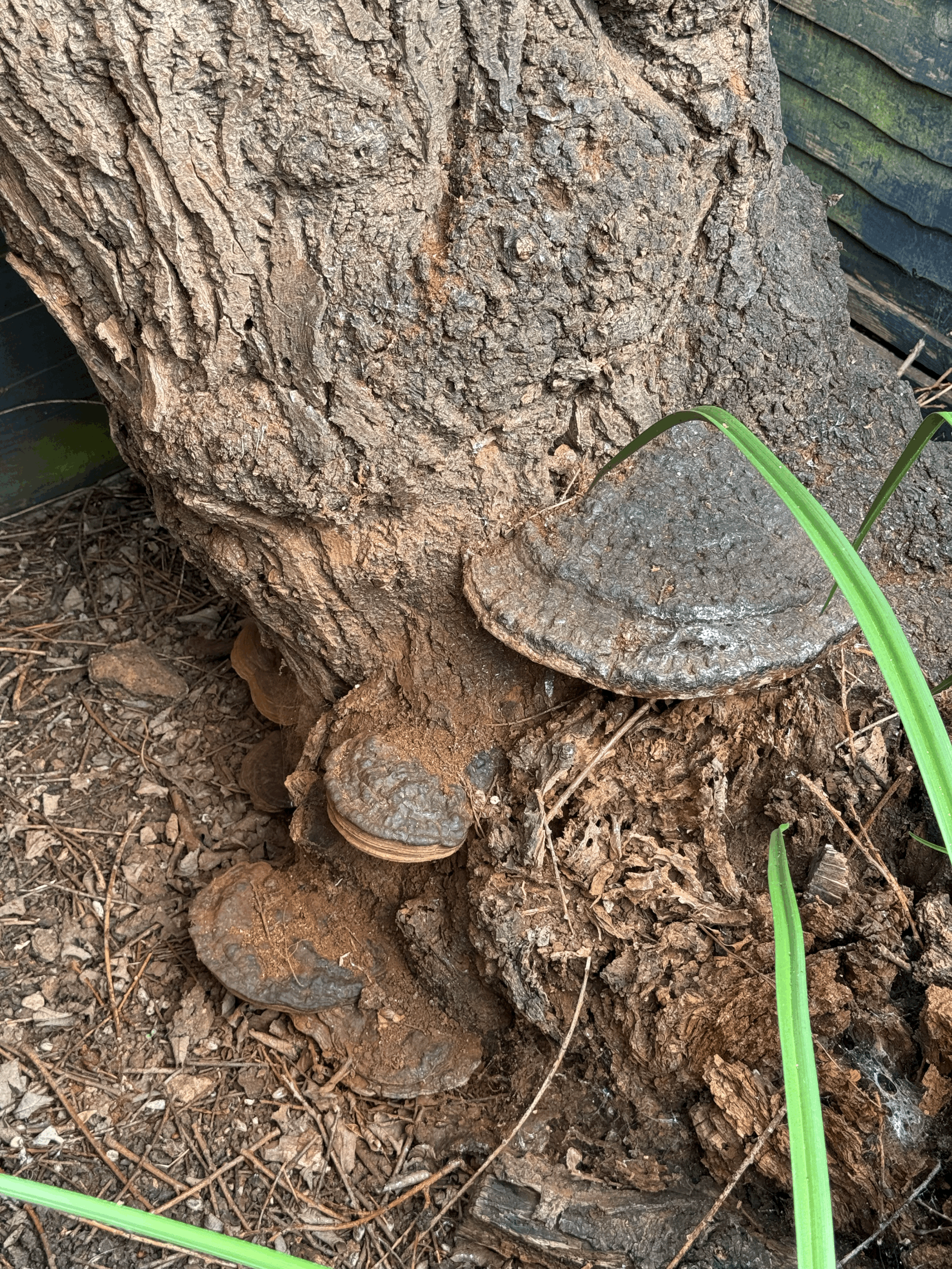 Ganoderma Tree Disease: Signs, Risks &amp; When to Be Concerned