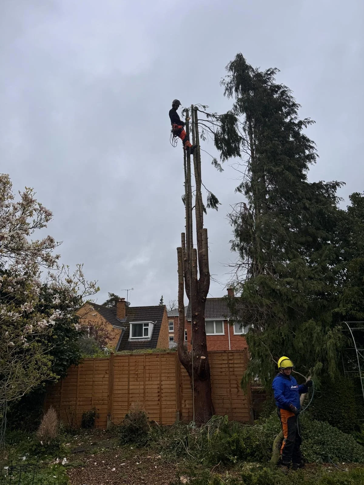 Why Choosing a Qualified Tree Surgeon Matters