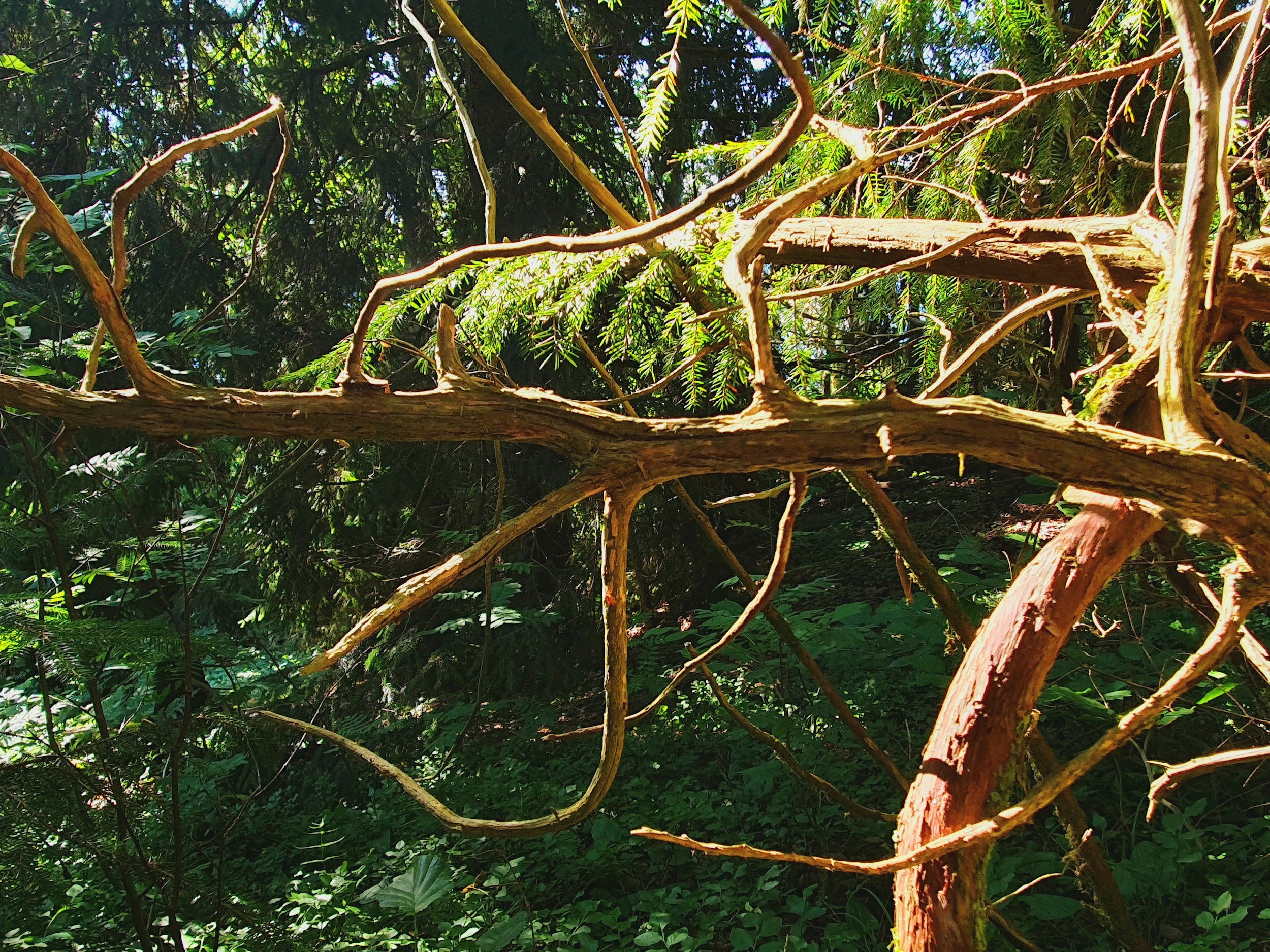 The Importance of Deadwooding Trees