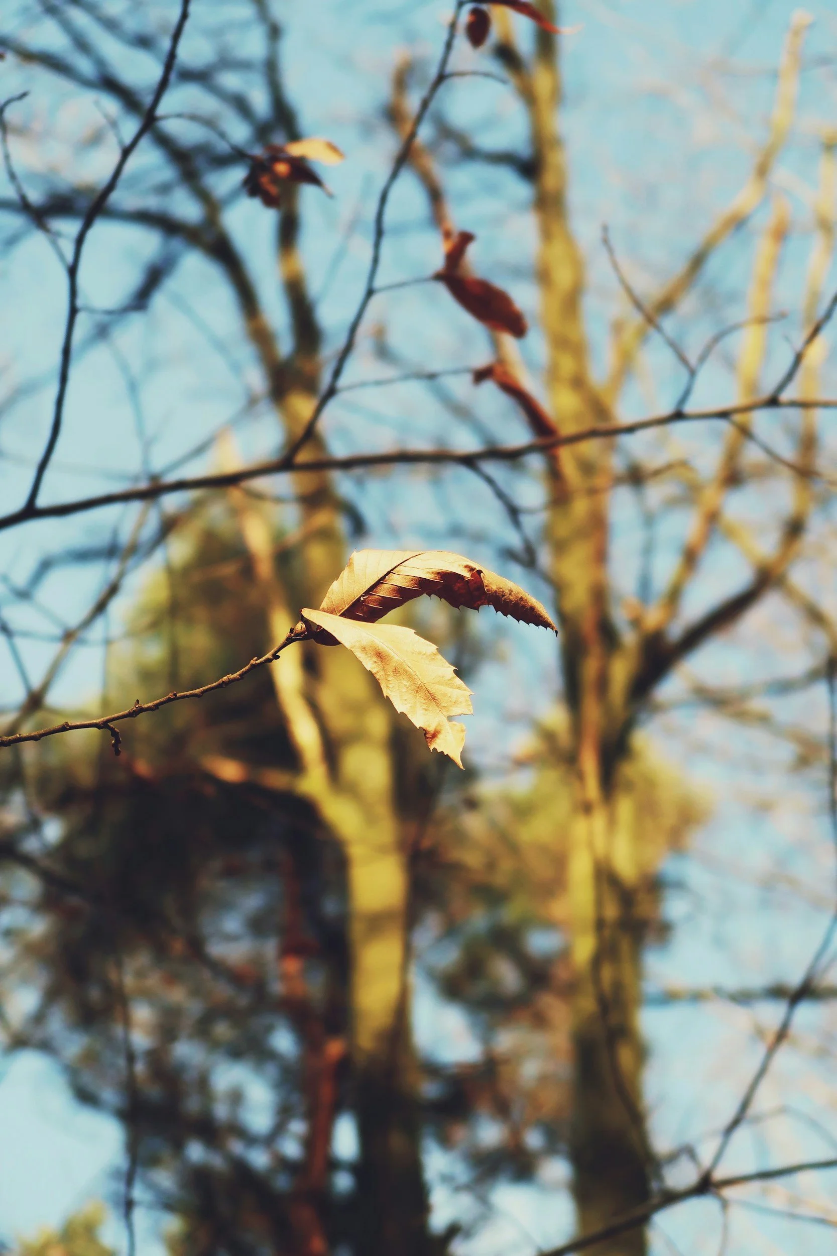Why Is My Tree Looking Brown? 5 Signs Your Trees Are Struggling in Hot Weather
