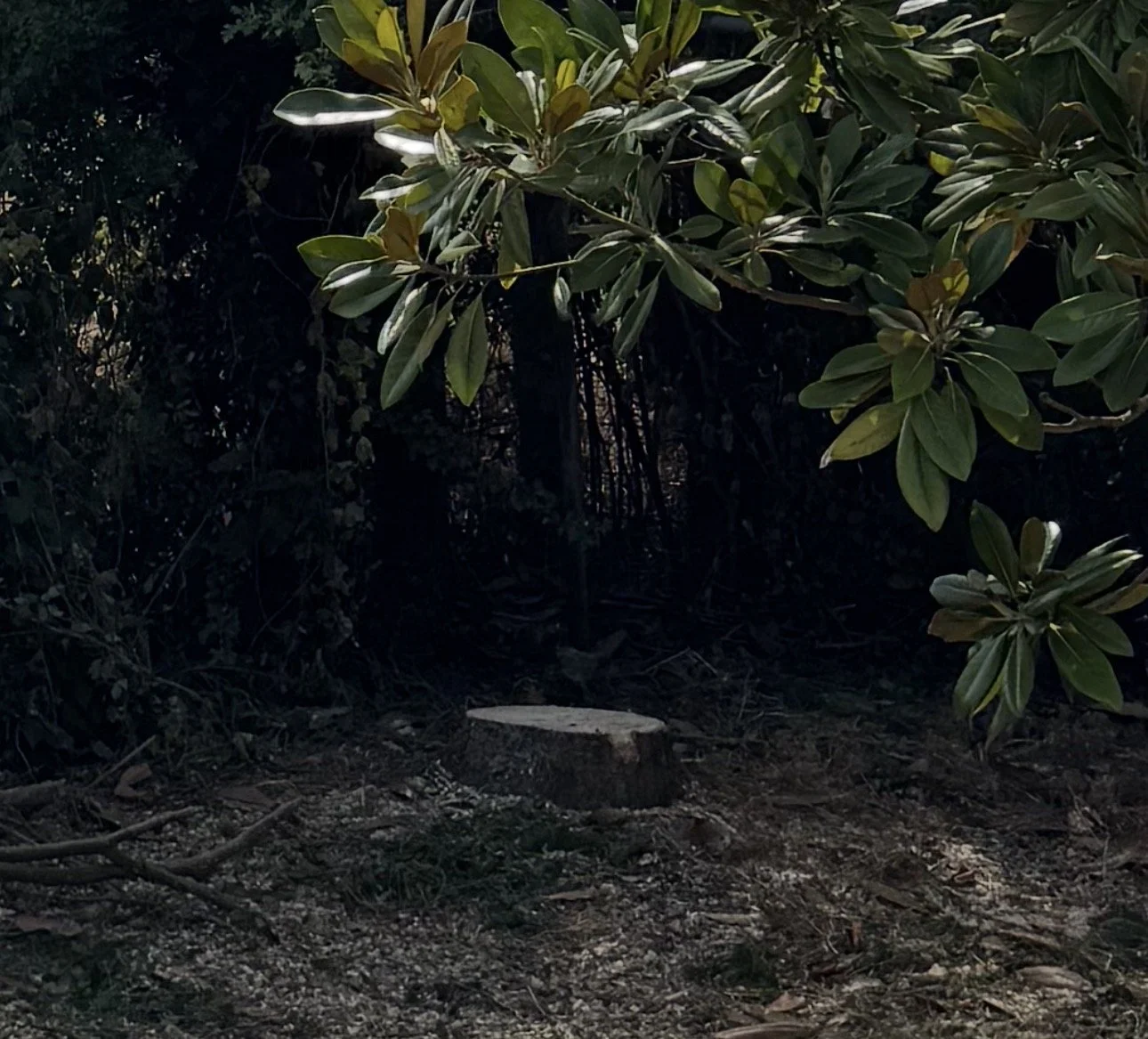 Should You Remove a Tree Stump? The Pros and Cons of Stump Grinding