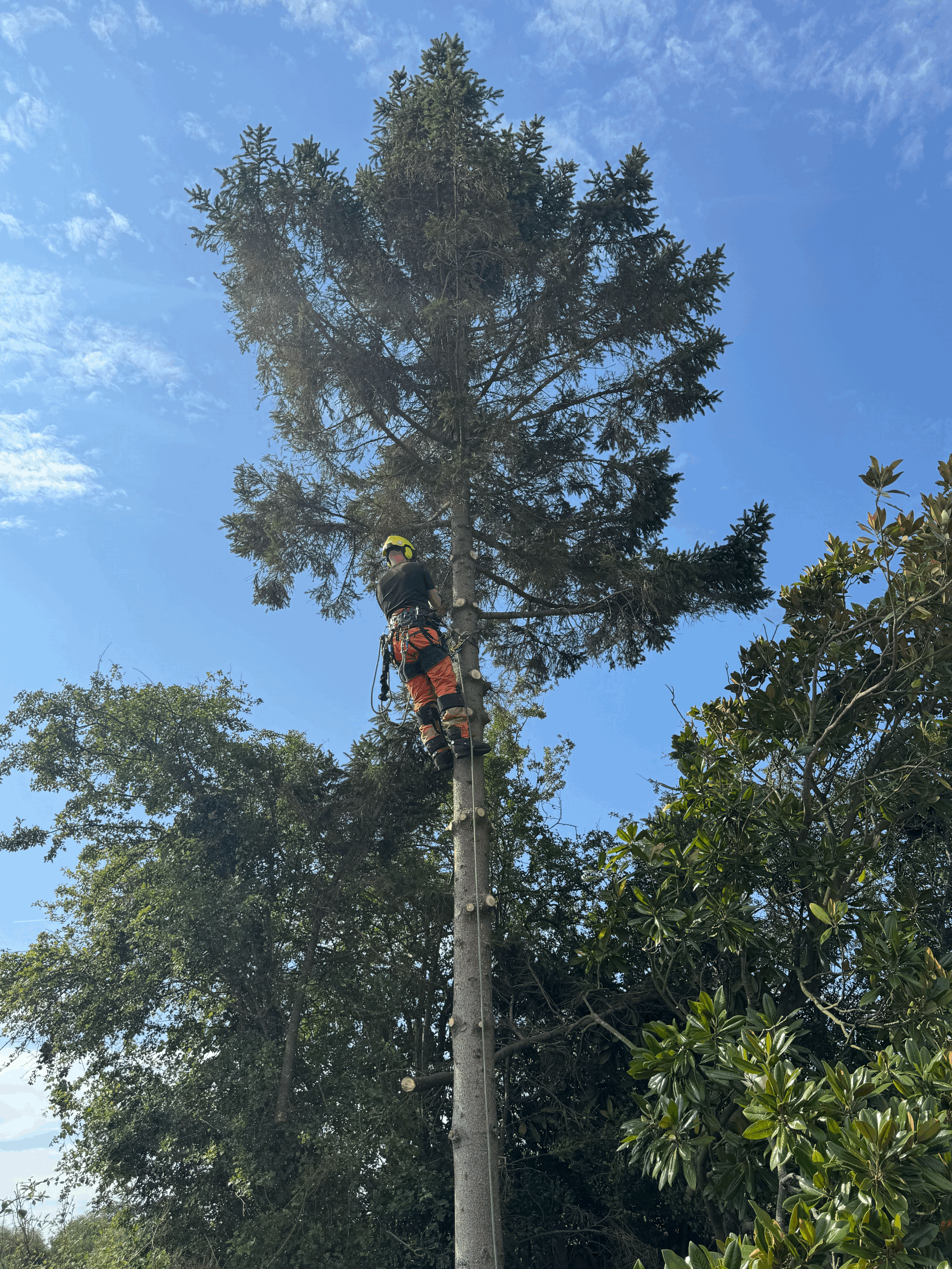 How Much Does Tree Surgery Cost? A Guide to Tree Work Prices in Gloucestershire 