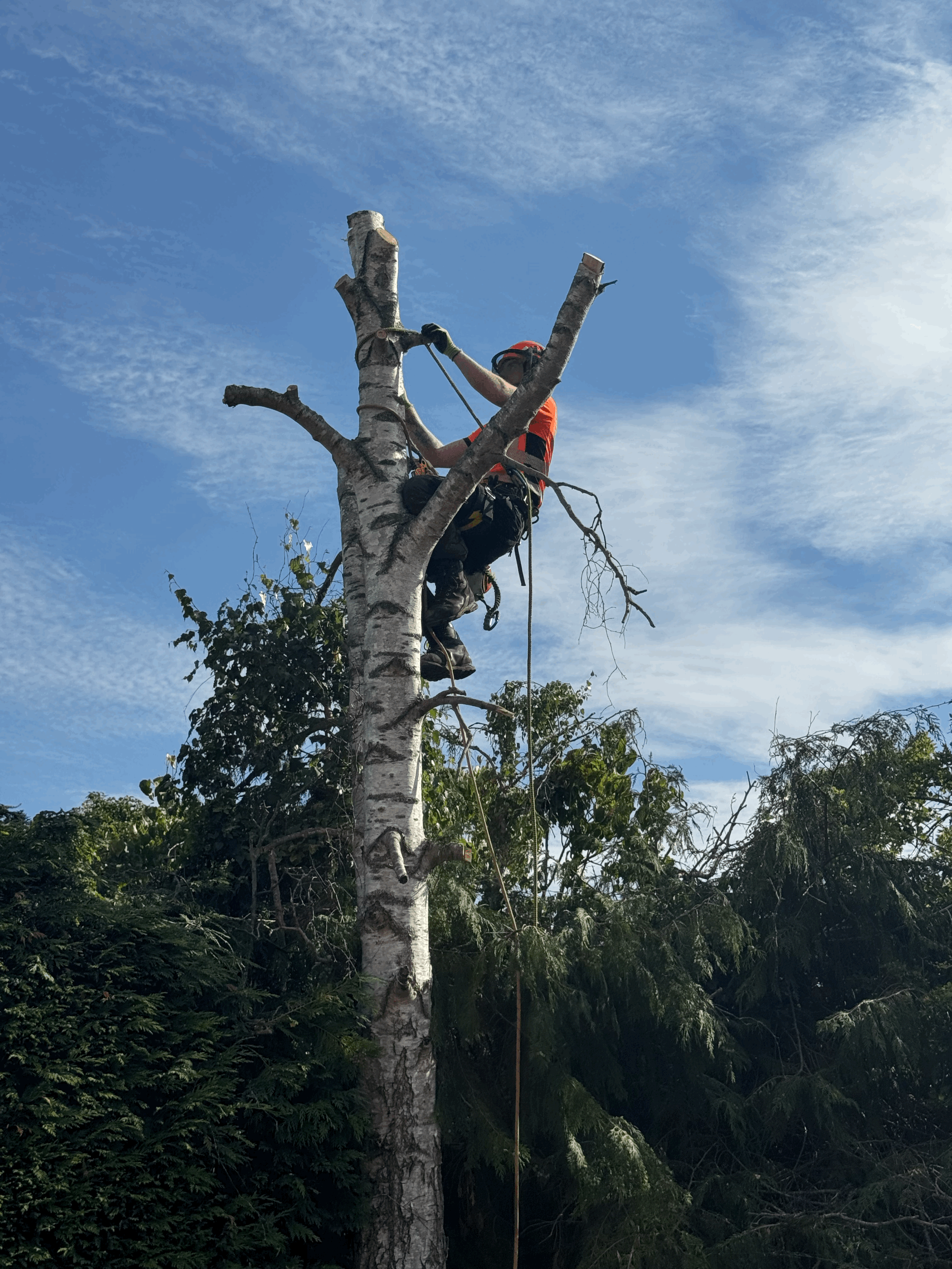 10 Questions to Ask Before Hiring a Tree Surgeon