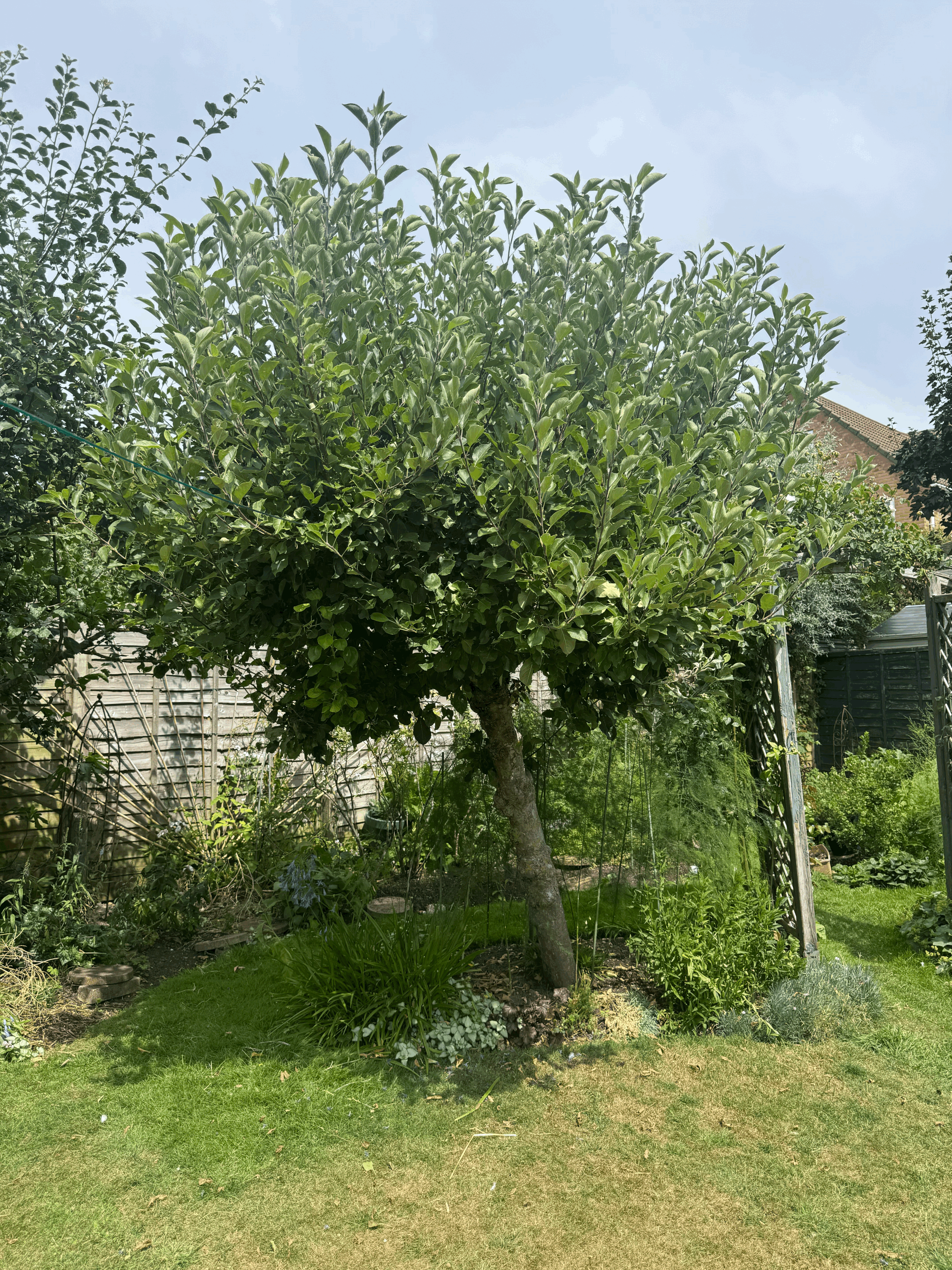 Tree Topping Explained: Why It's Rarely the Right Solution