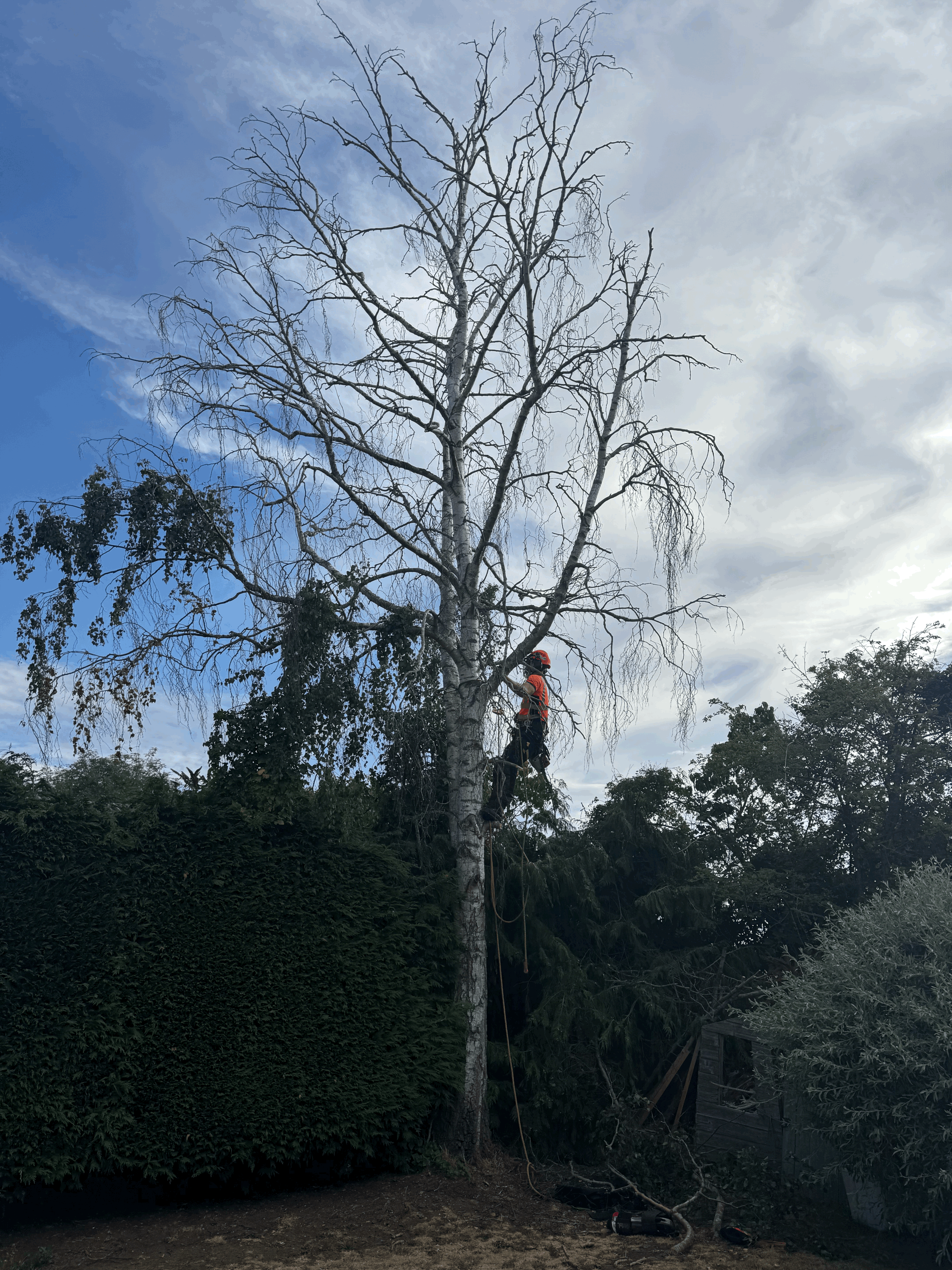 Is Your Tree Healthy? 7 Signs to Look Out For