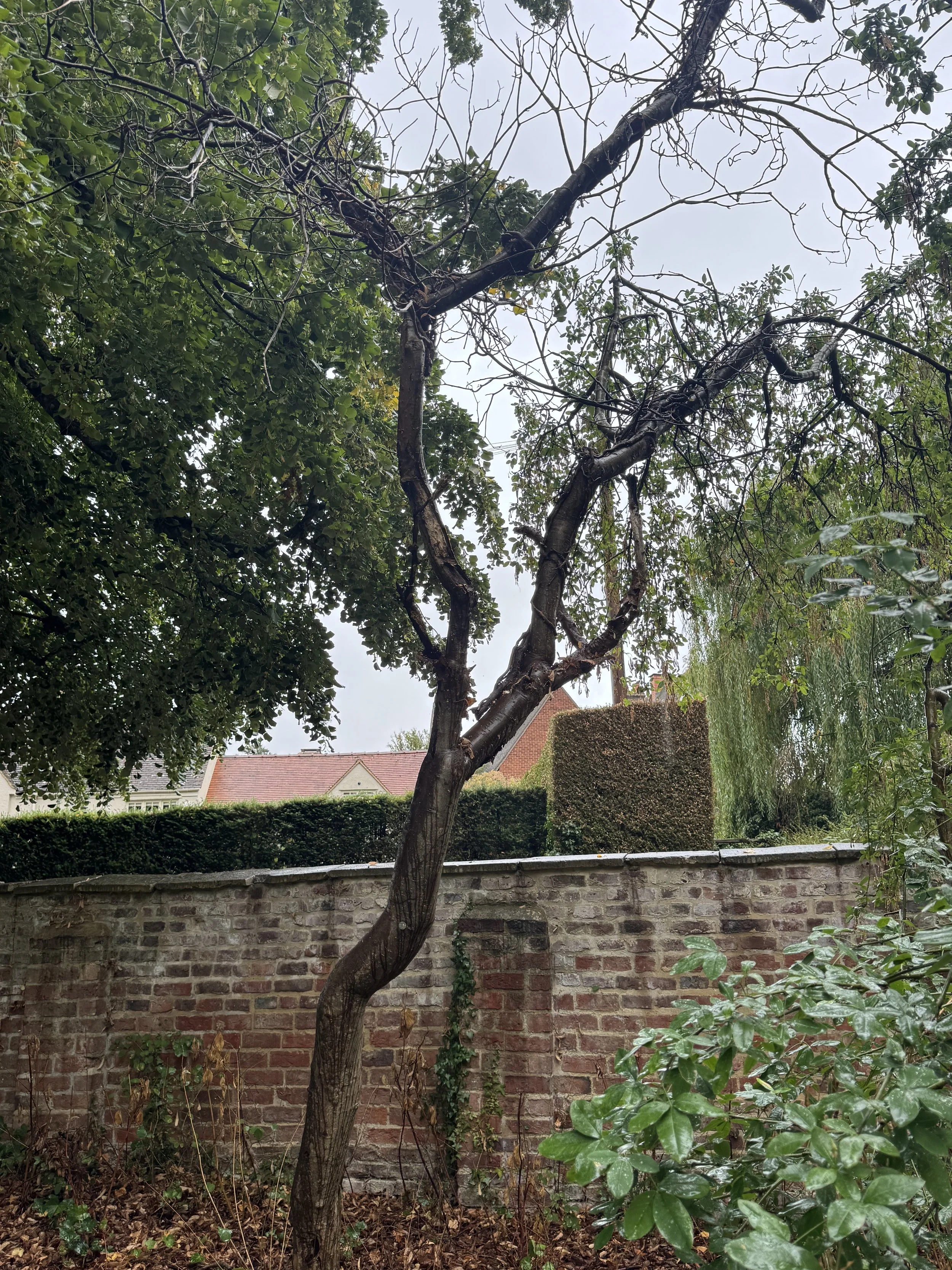 Tree Work in Autumn: What UK Homeowners Need to Know