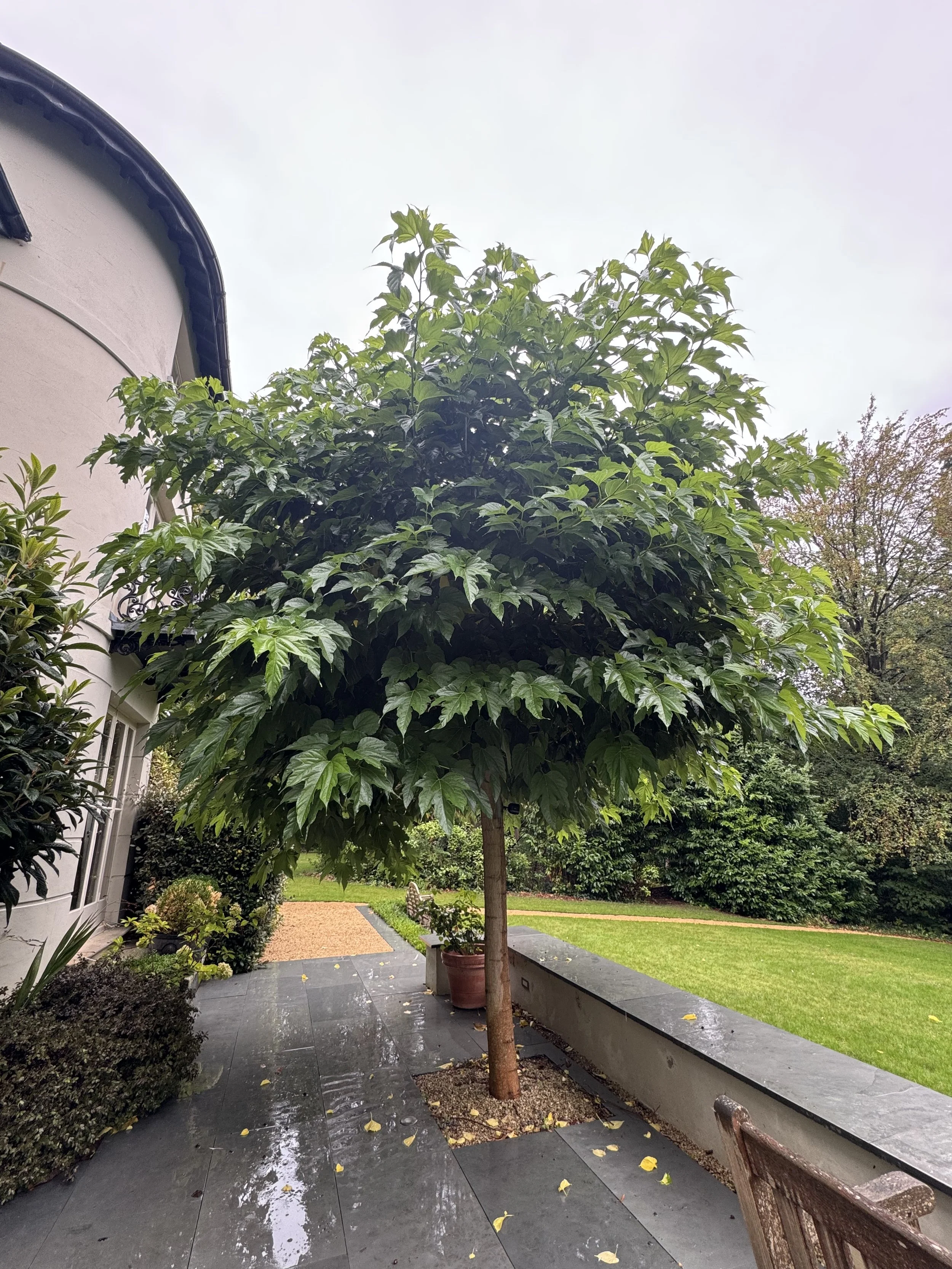 When Is the Best Time to Prune a Tree?
