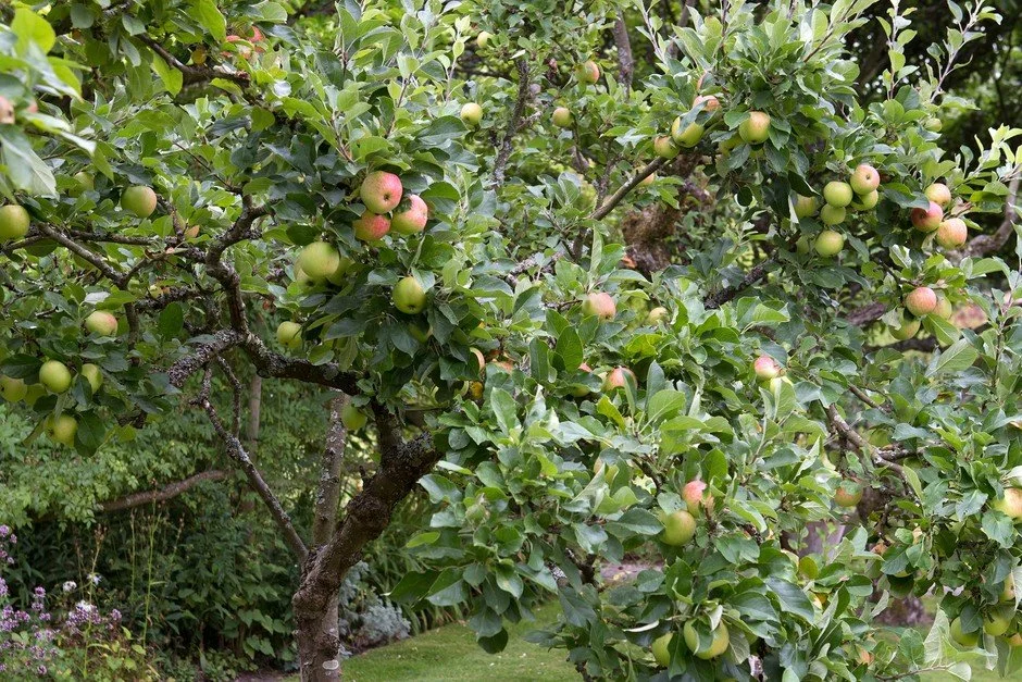 When Should You Prune Fruit Trees? A Guide to Apples, Pears, Plums &amp; Cherries
