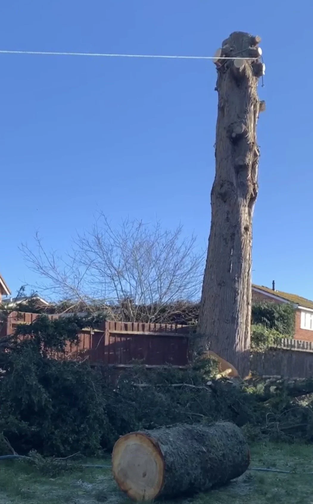 tree removal Ledbury