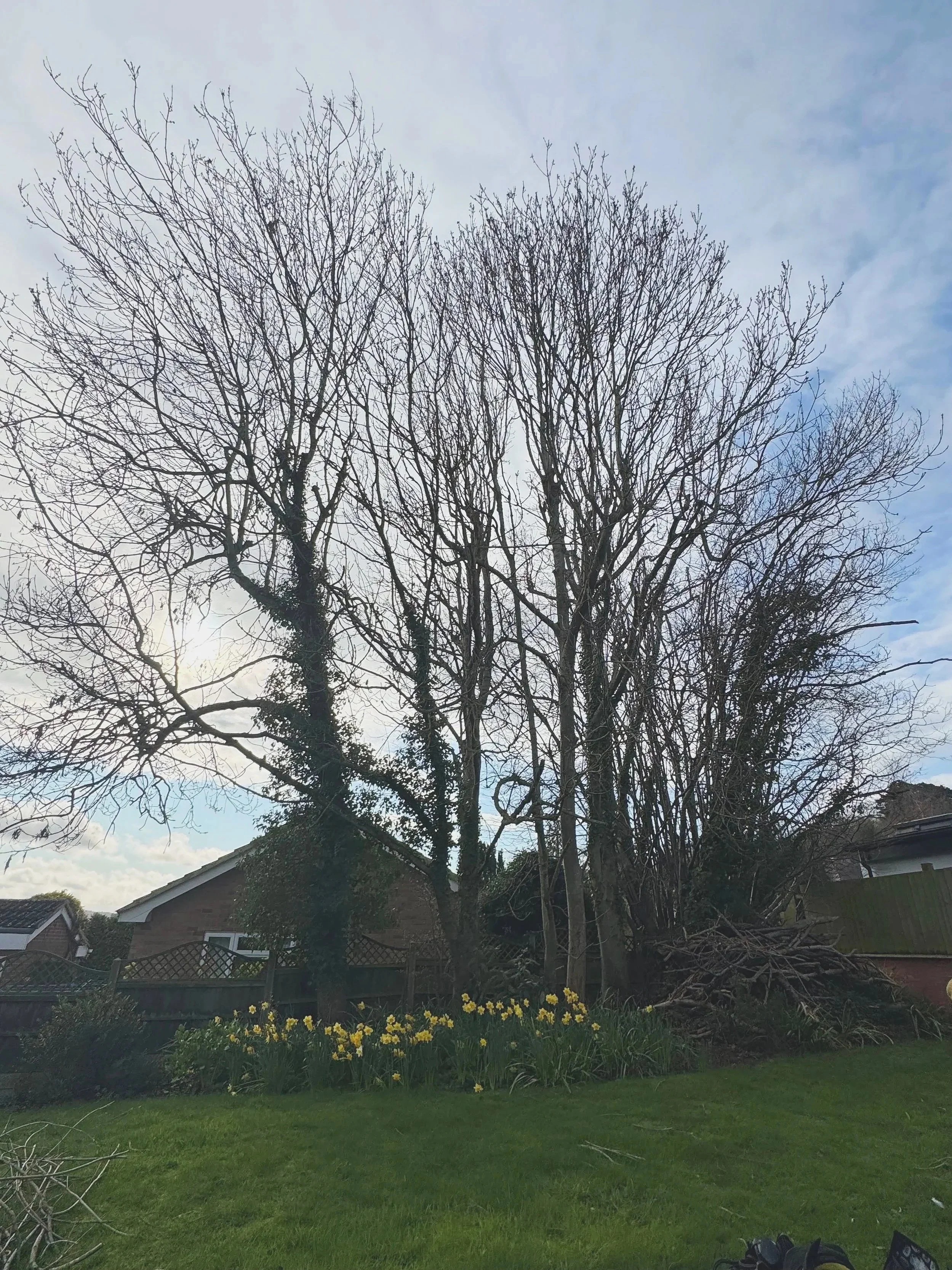 tree reduction by Gloucester tree surgeon