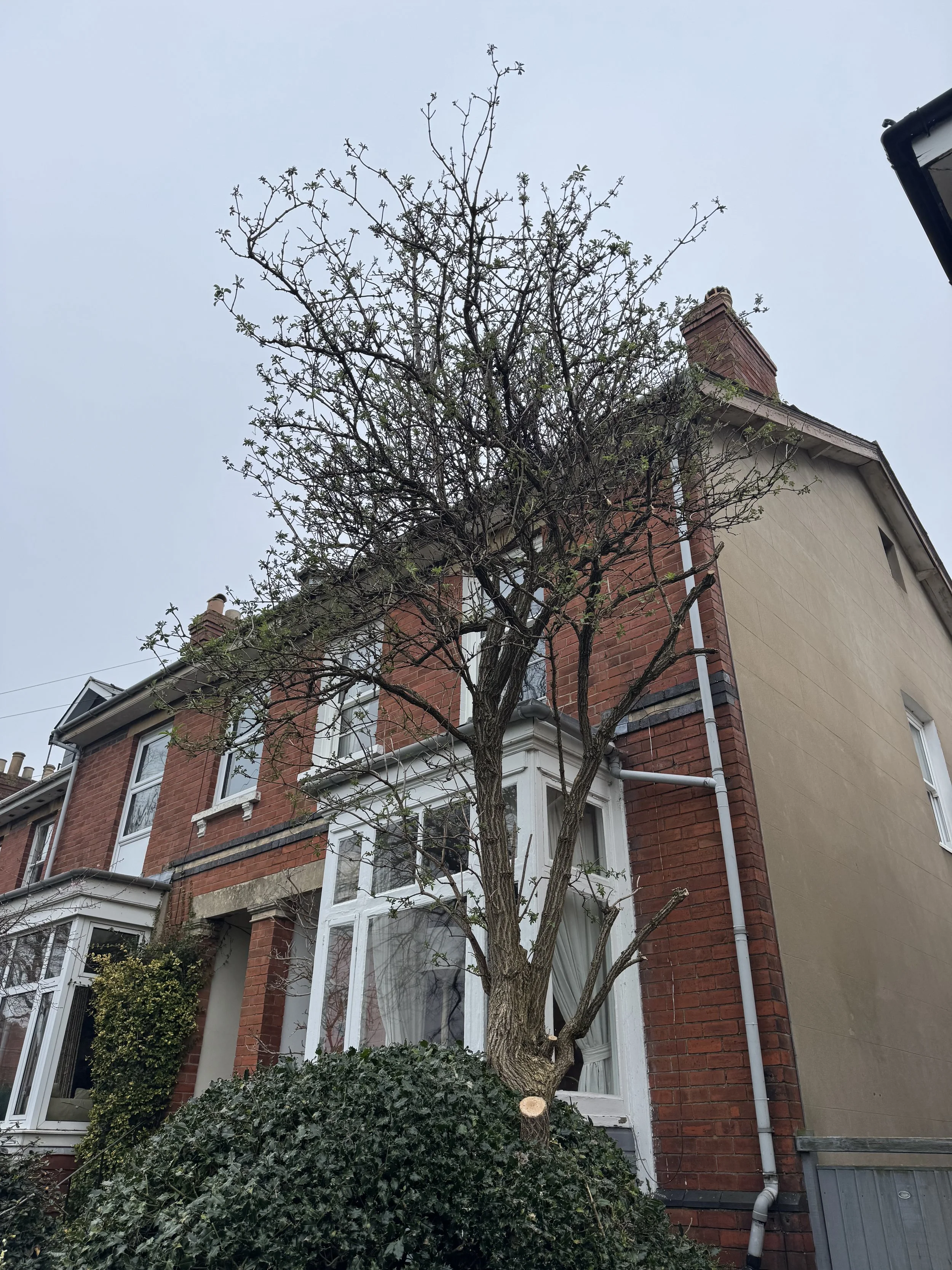 tree surgeon cheltenham