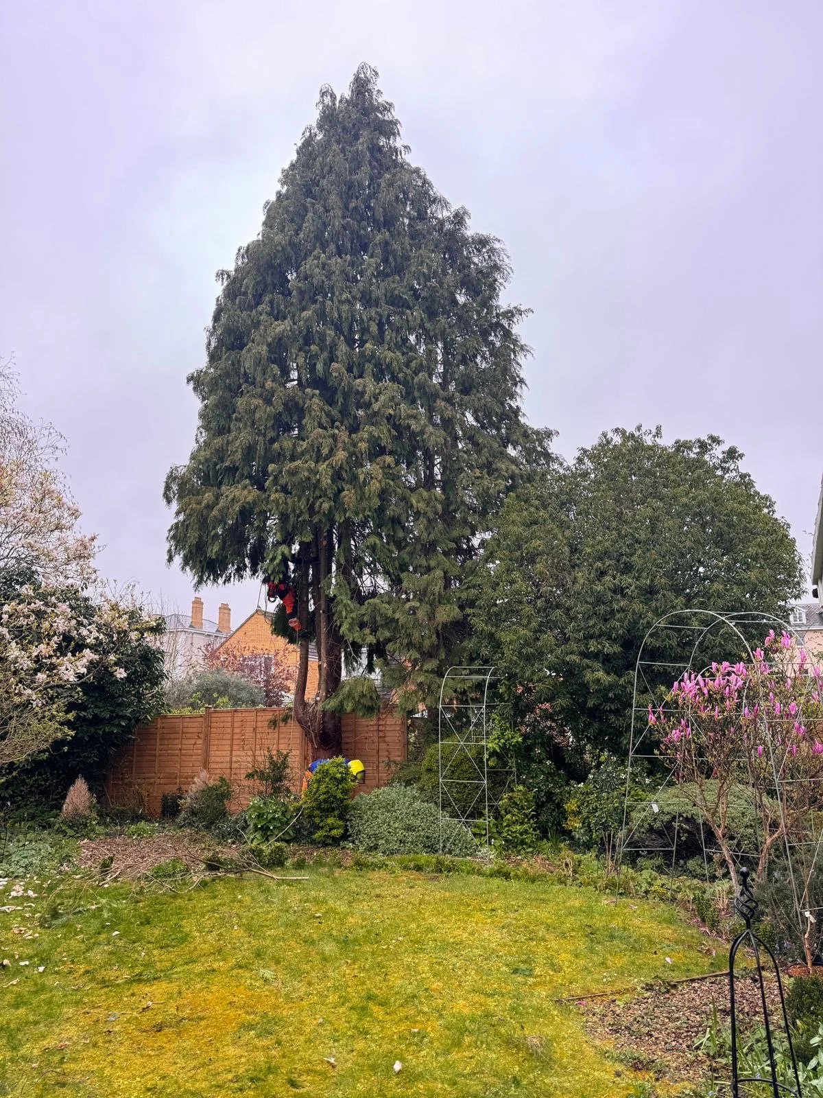 tree removal the cotswolds