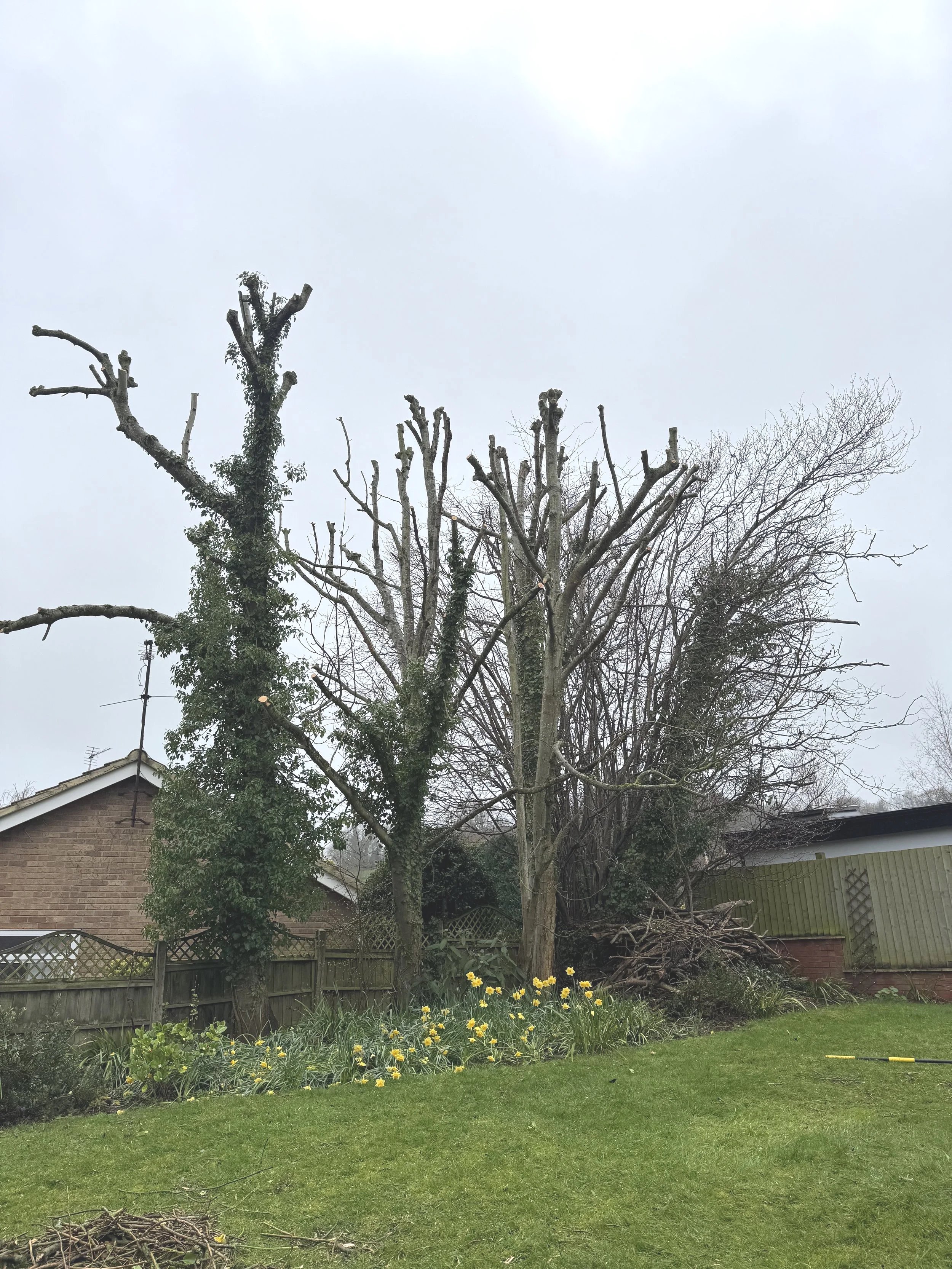 tree surgeon Gloucester