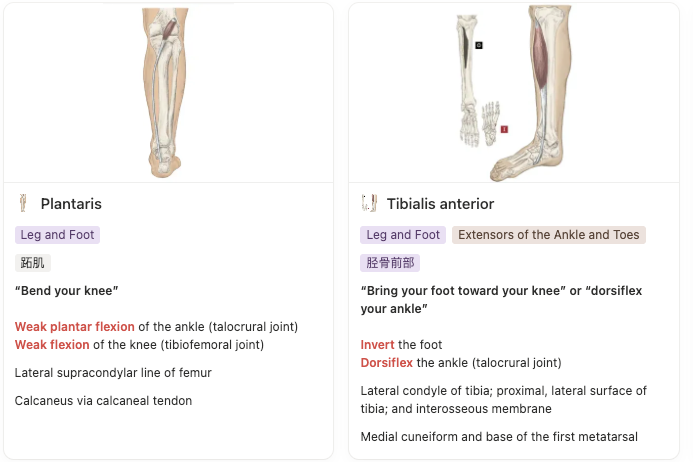 legFoot1.png