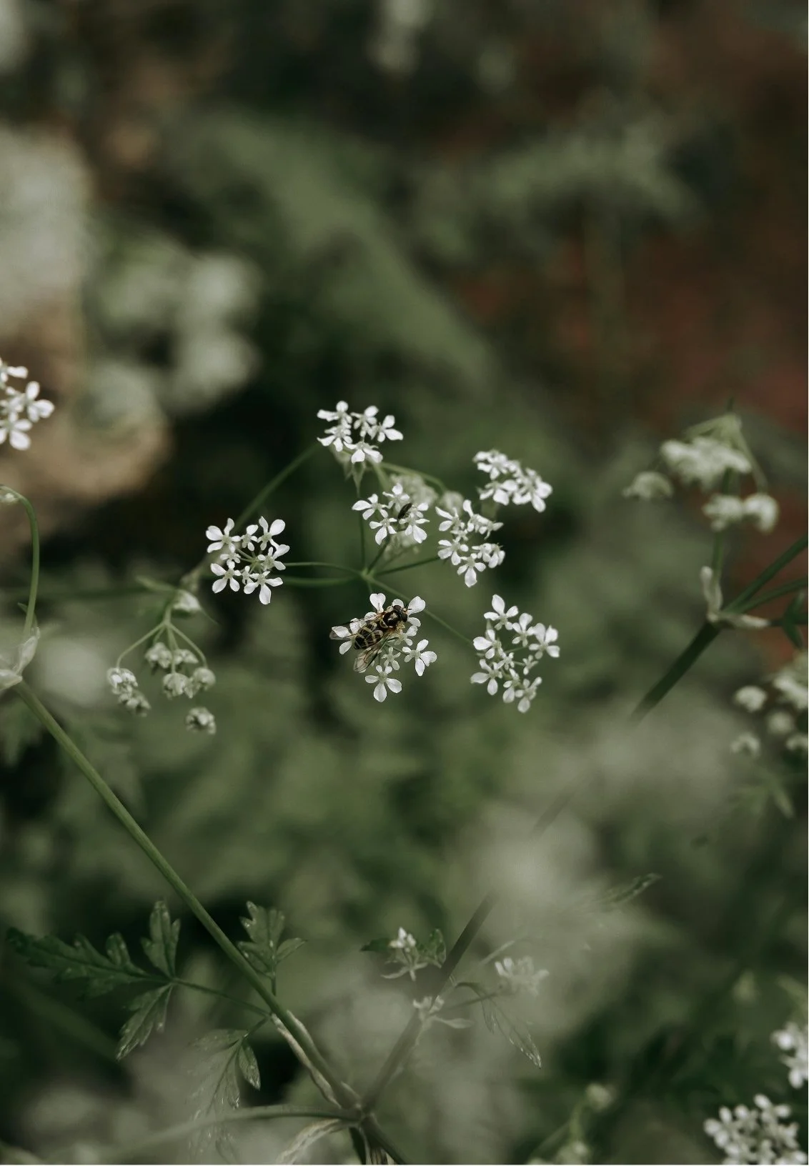 A close-up of small white flowers with a honeybee collecting nectar on one of the flowers outdoors.