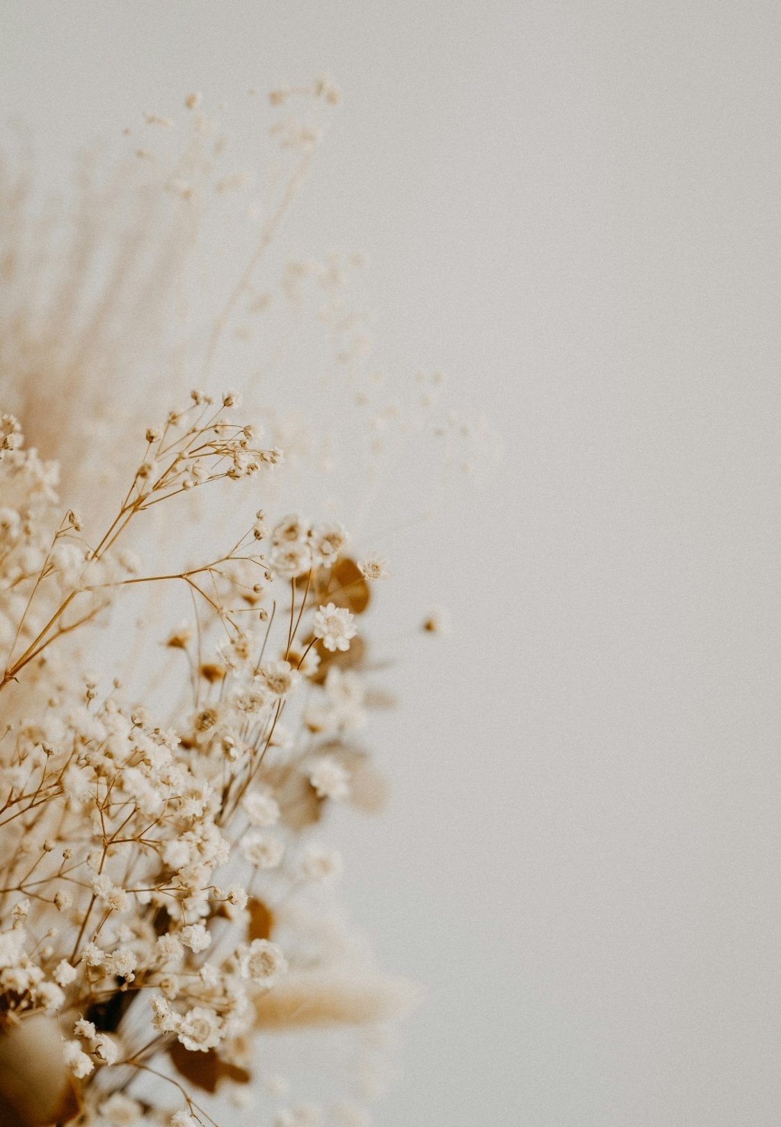 A close-up of dried white flowers against a plain light-colored background.