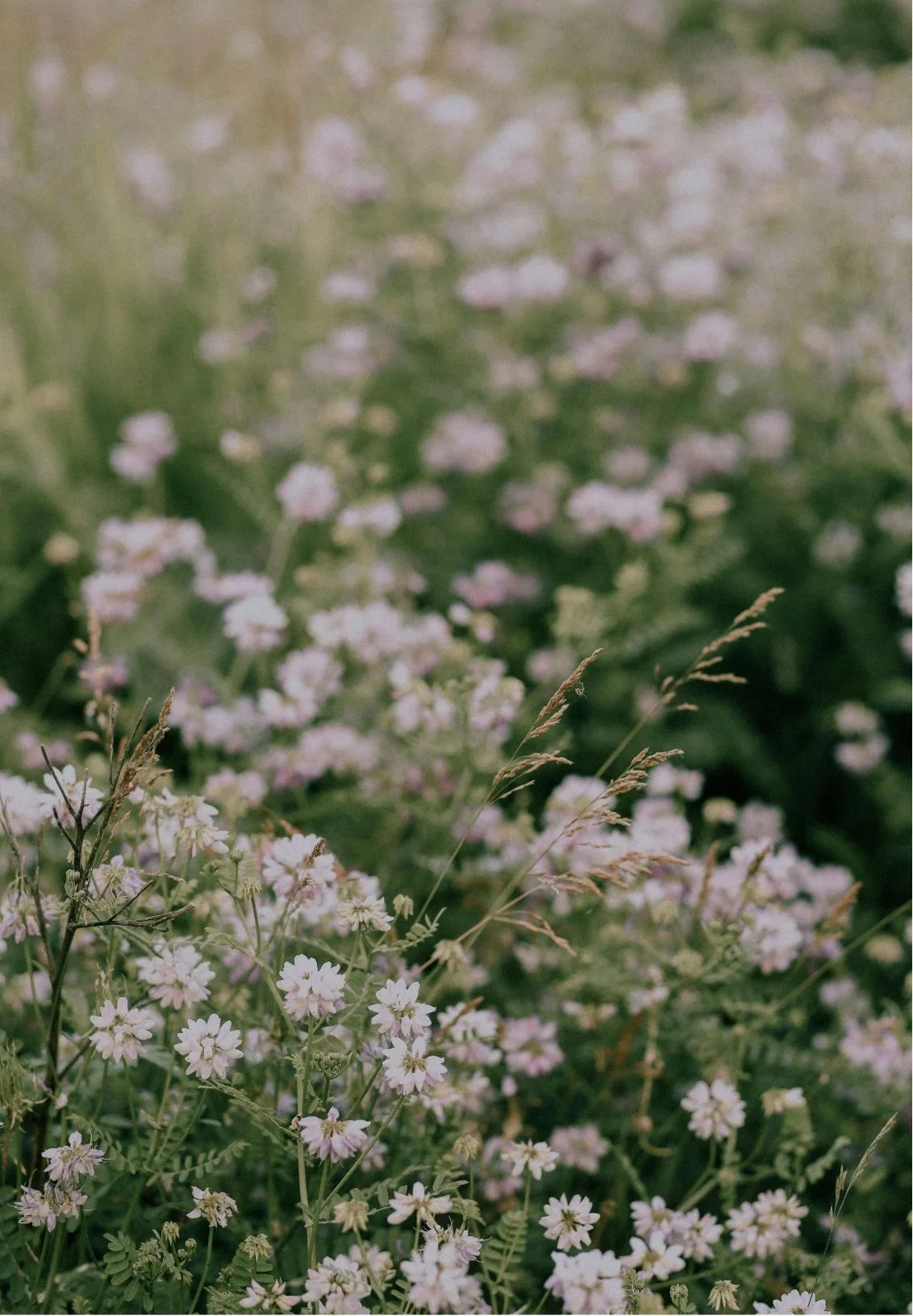 Field of small, light pink and white flowers with green foliage and tall grass stems in the foreground, blurry background.