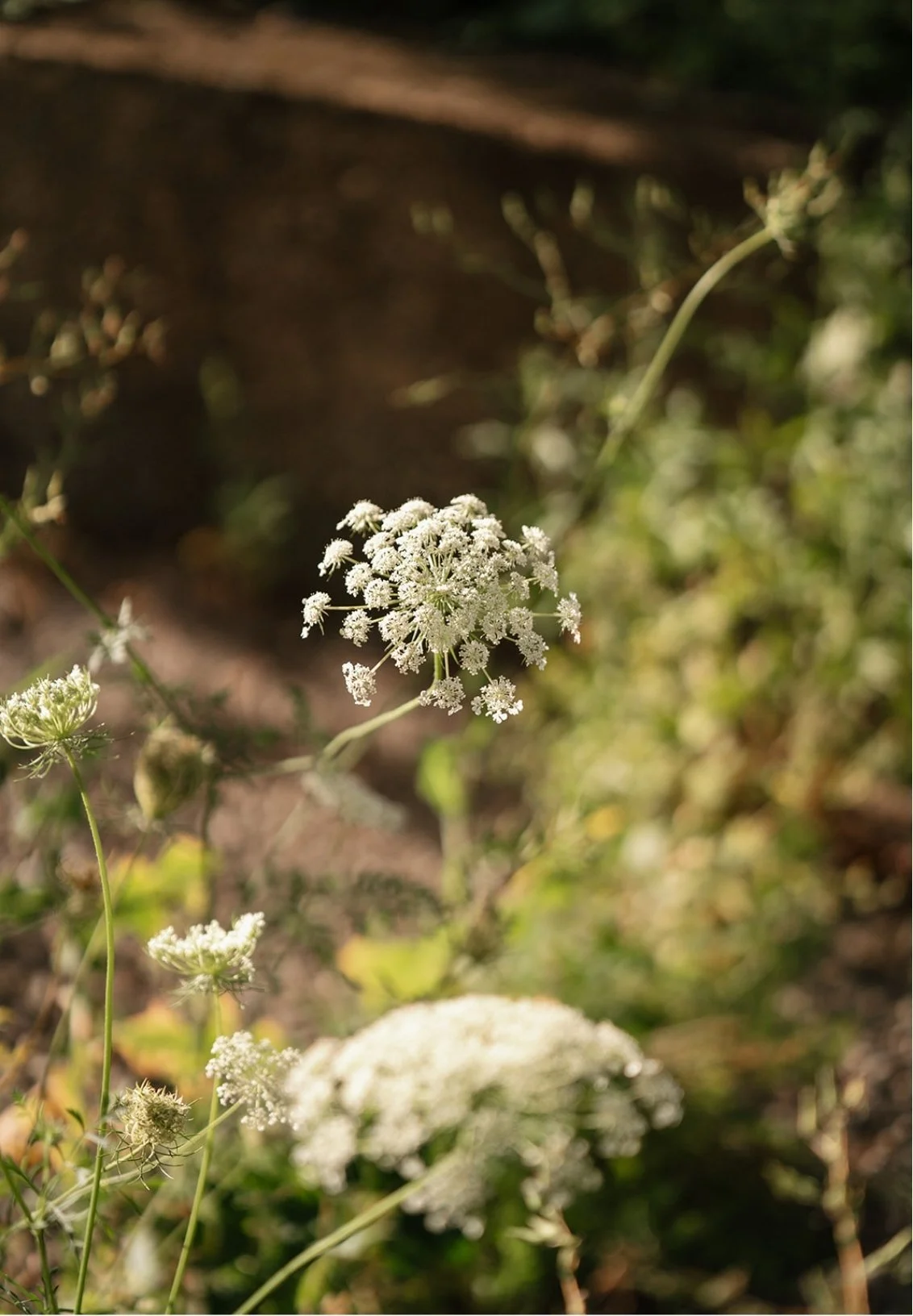 Close-up of small white flowers on green stems growing in a natural outdoor setting.