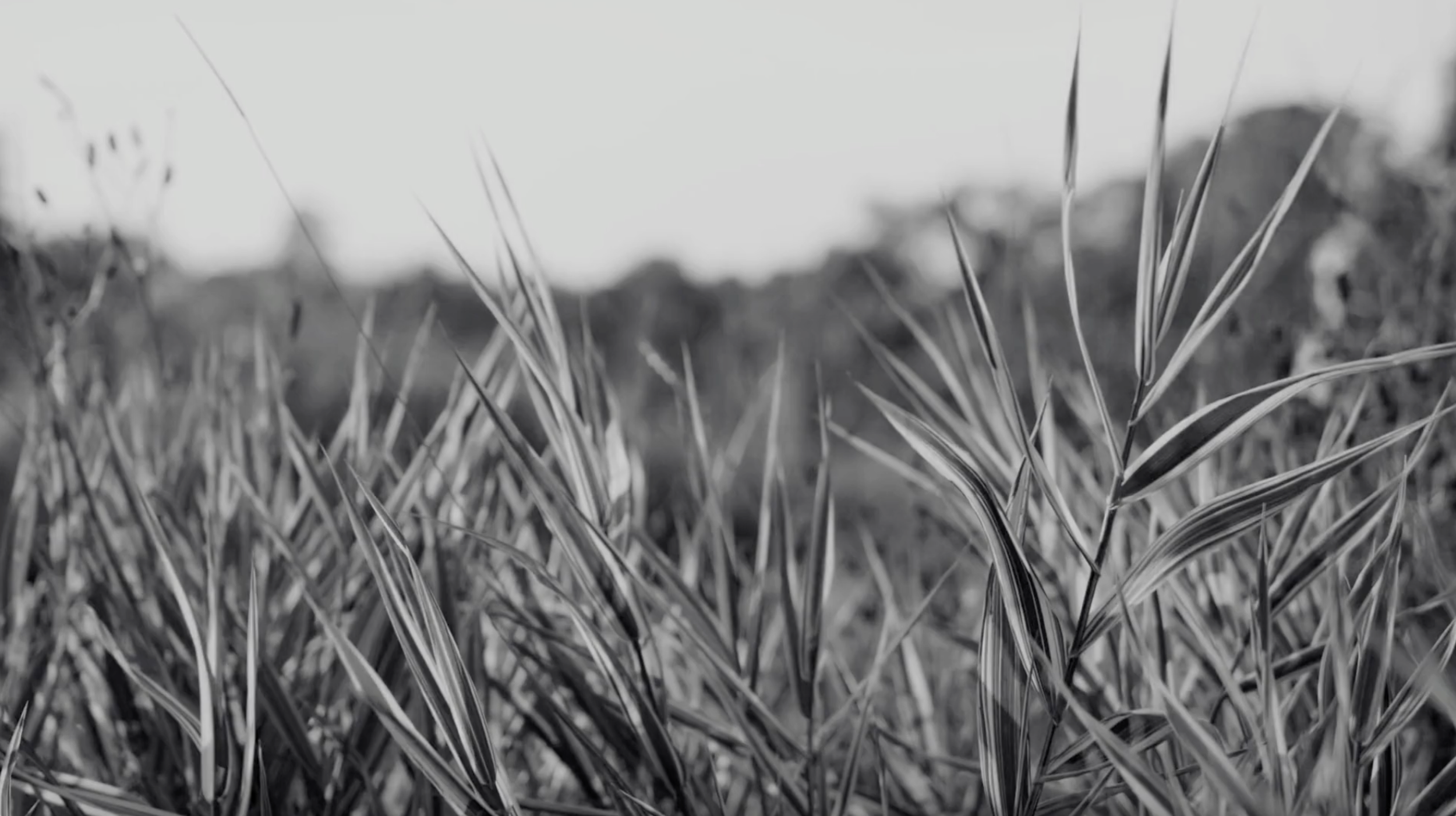 Adaris - Video Cover.png