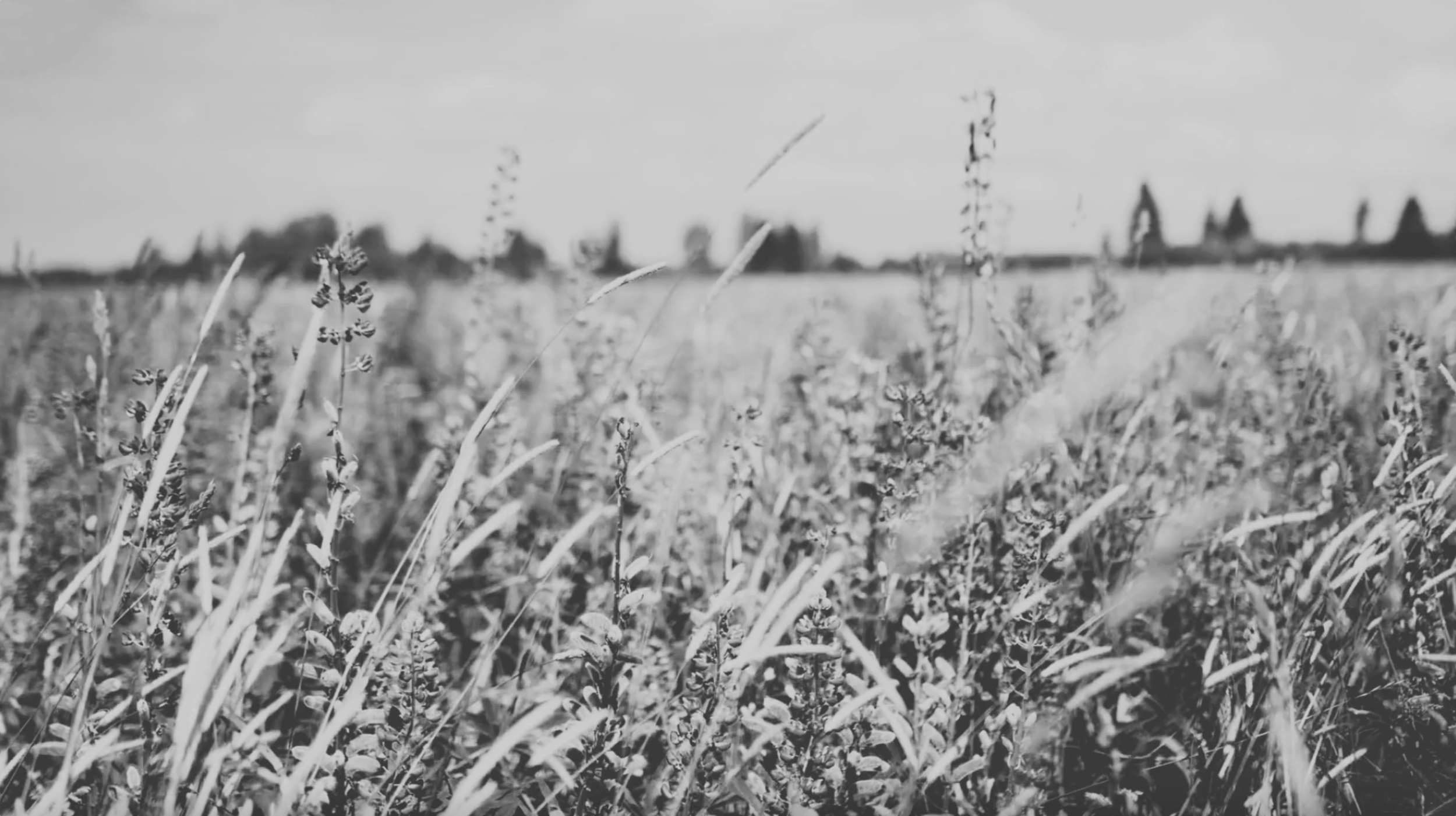 Adaris - Video Cover (2).png