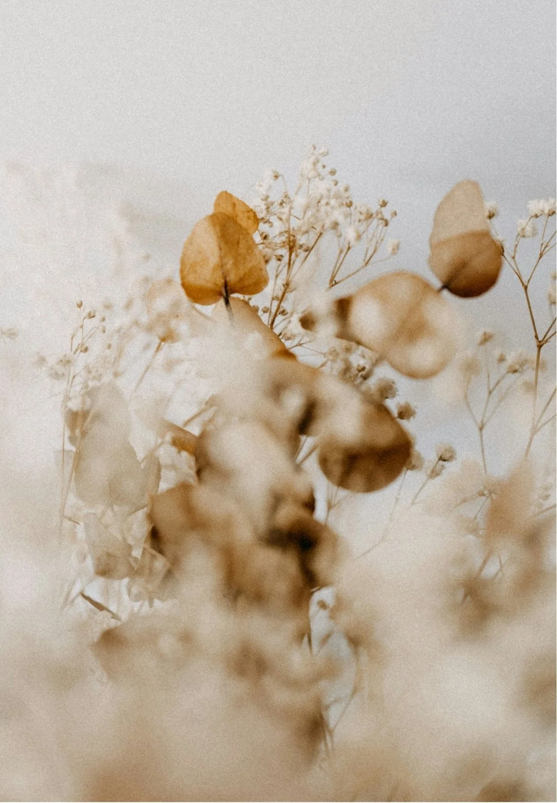 Close-up of dried, beige and light brown flowers and seed pods.