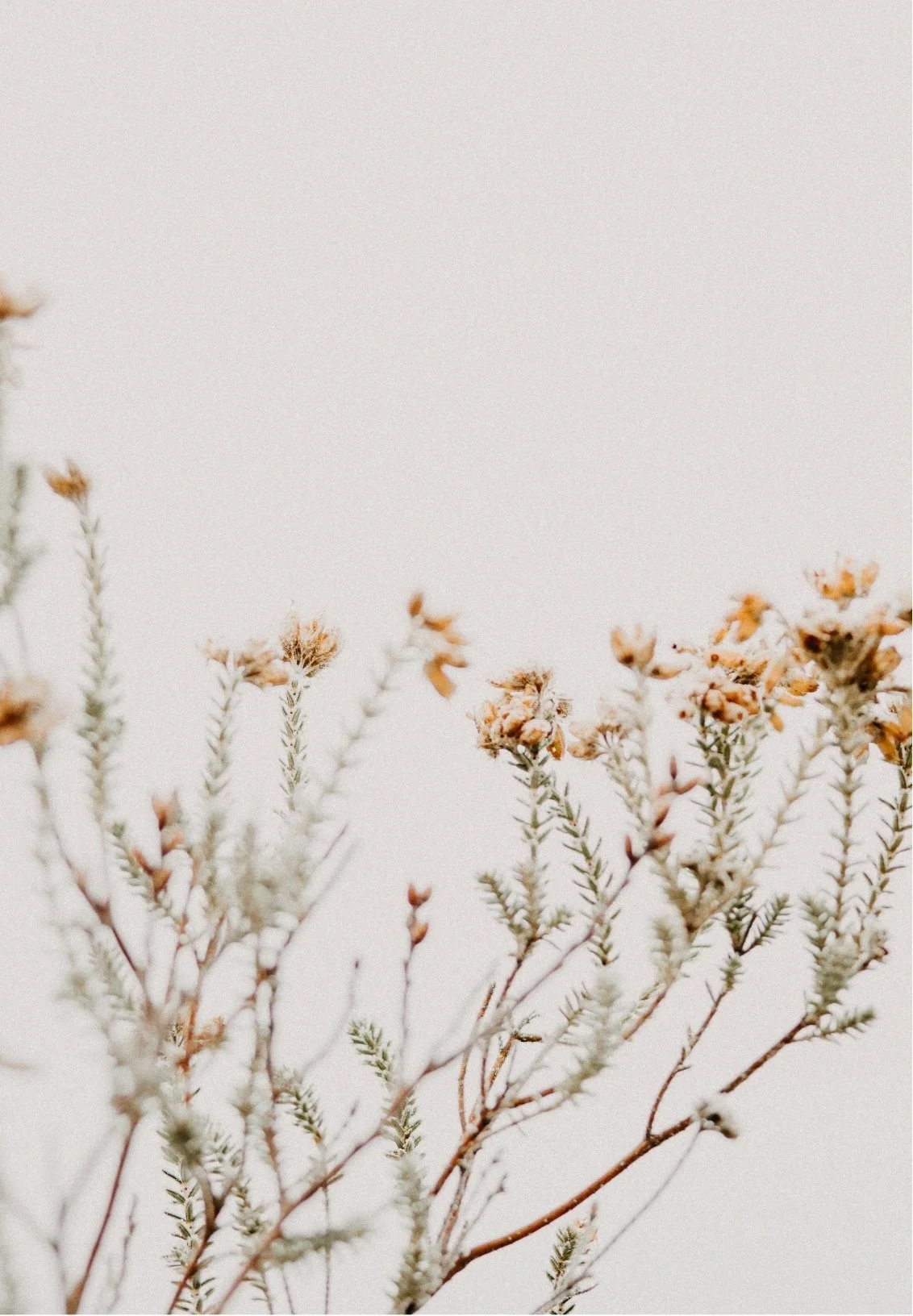 Dried wildflowers with small yellow flowers and green stems against a light, neutral background.