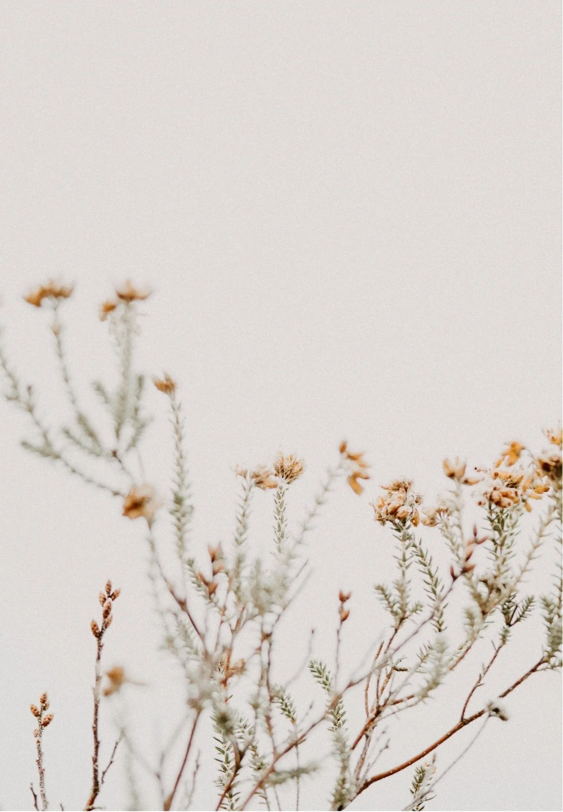 Close-up of dry, pale green and brown plant stems with small flowers against a plain, light background.