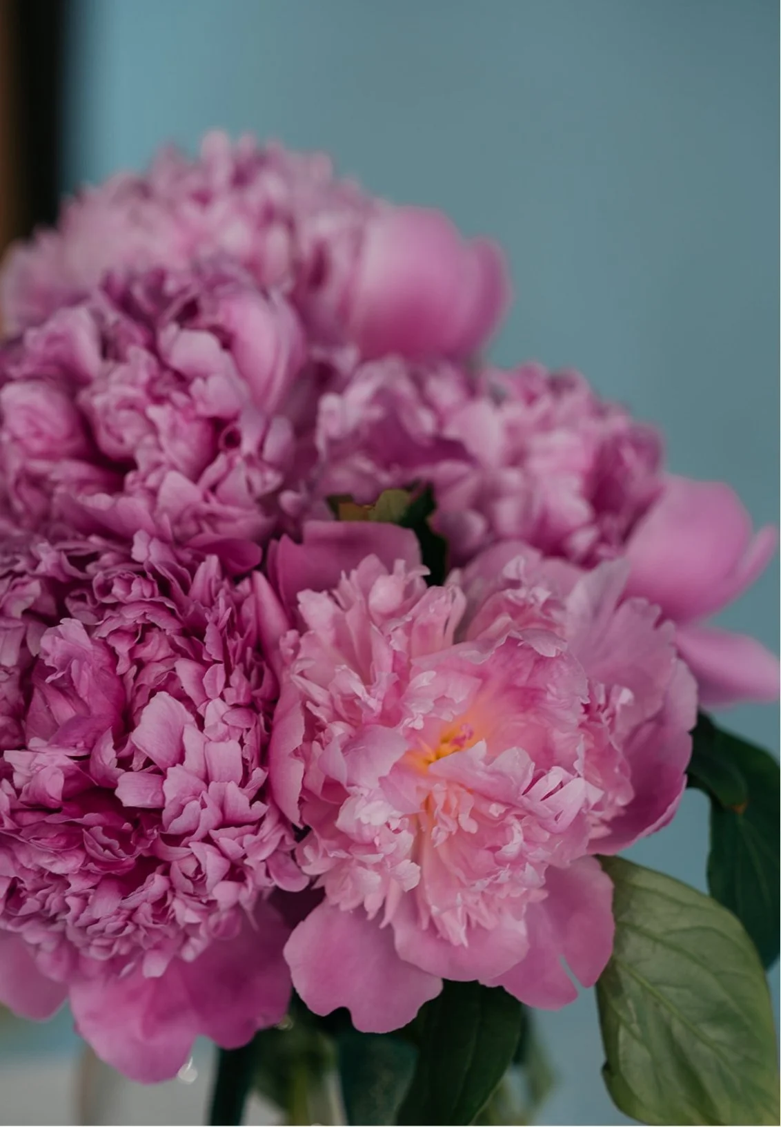 Close-up of pink peonies with green leaves against a light blue background.