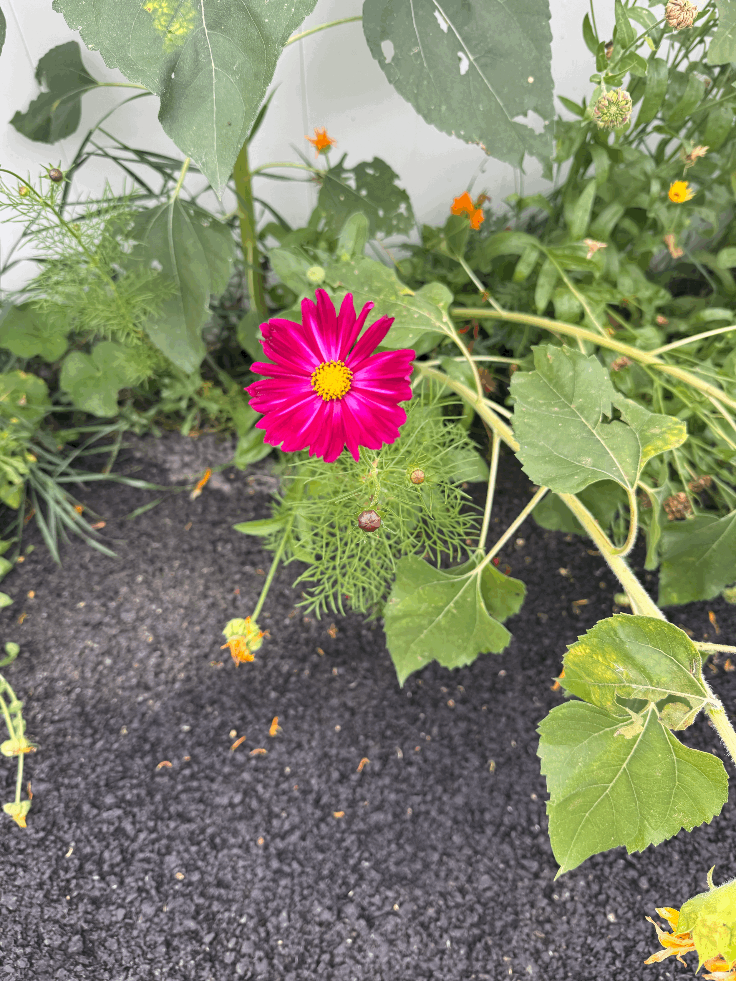 When Words Don’t Translate: Understanding Autistic Communication