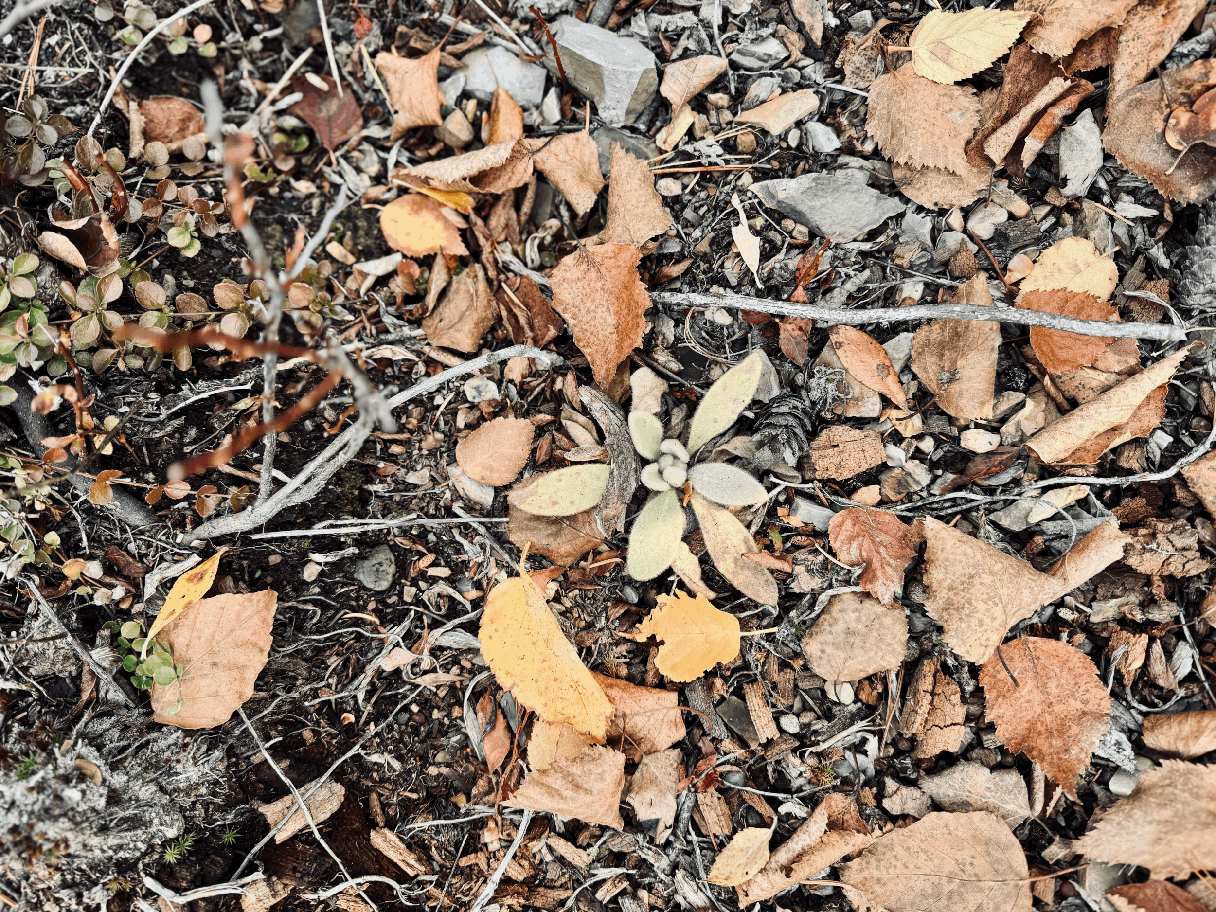 Two Operating Systems, One Brain: Living with Both Autism and ADHD