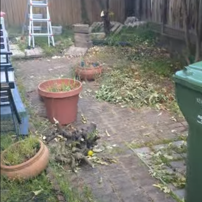 Backyard with scattered fallen leaves, large empty flower pots, a green trash bin, and a small pile of debris near the fence. There are some plants and gardening items, including a ladder in the background.