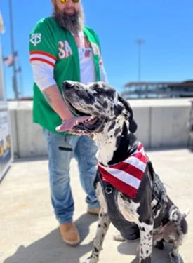 A large Harlequin Great Dane wearing an American flag bandana and a harness sits next to its handler at a sunny outdoor event.