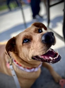 Close-up portrait of a happy, tan dog with blue eyes looking up and smiling.