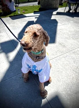 A curly-haired brown dog wearing a white baseball jersey sits on a concrete path outdoors.
